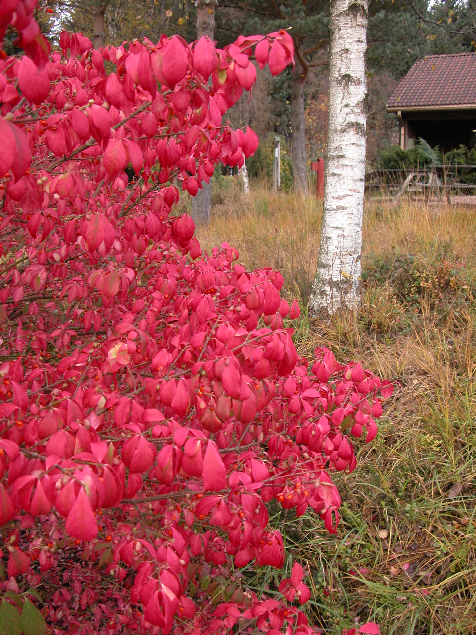 Vingebeinved (Euonymus alatus 'Compactus') får flott høstfarge uansett hvordan været blir hos oss.