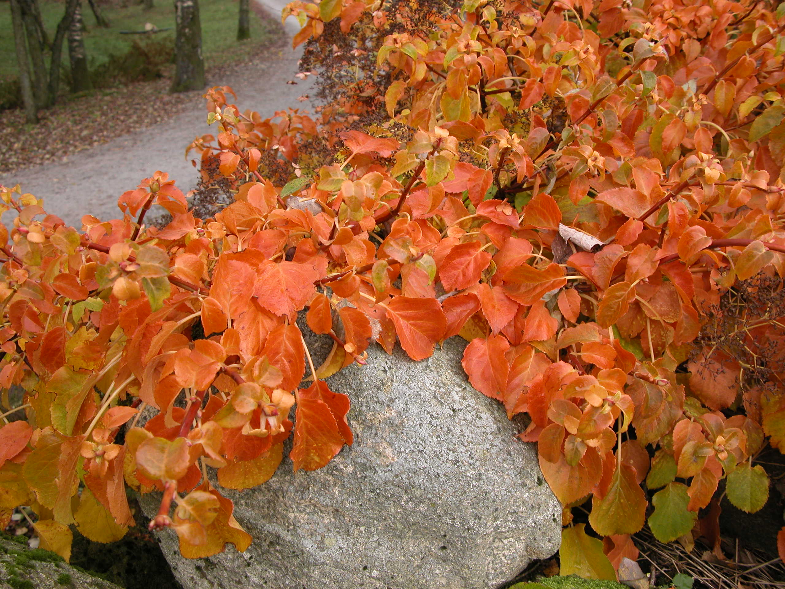 Klatrehortensia (Hydrangea anomala subsp. petiolaris) kan være et friskt innslag om høsten.  