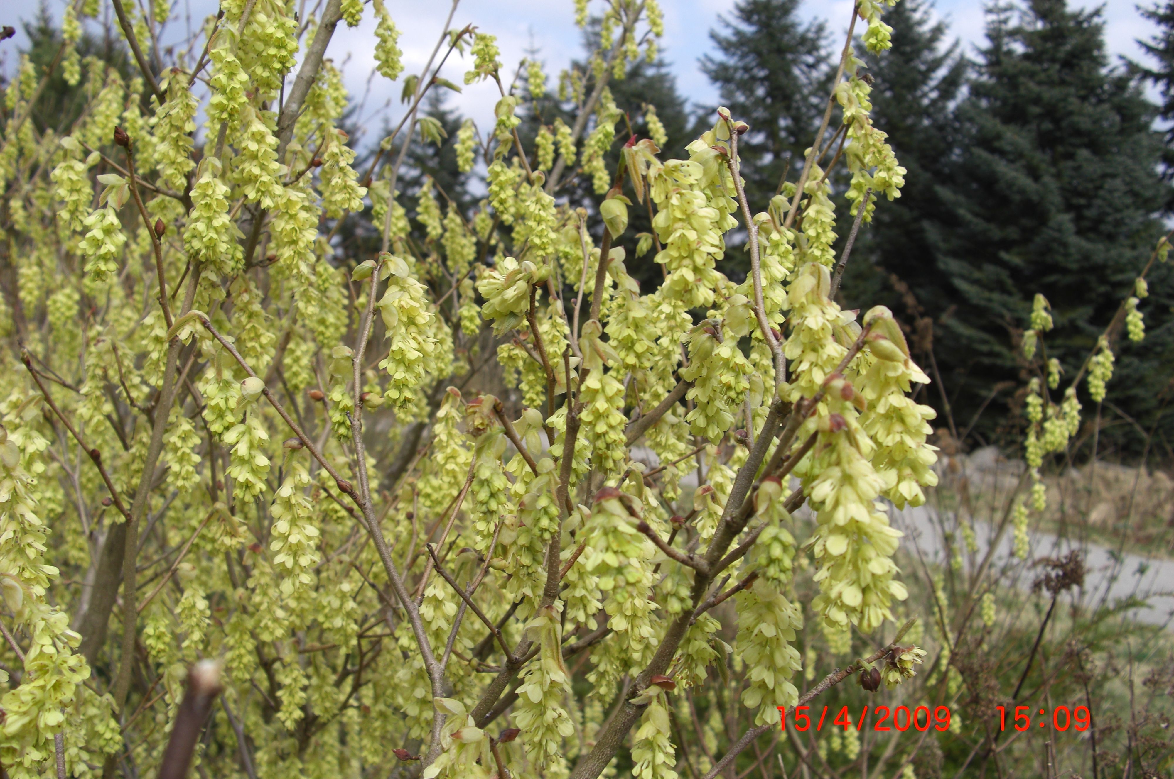 Corylopsis spicata ved Fossedammen