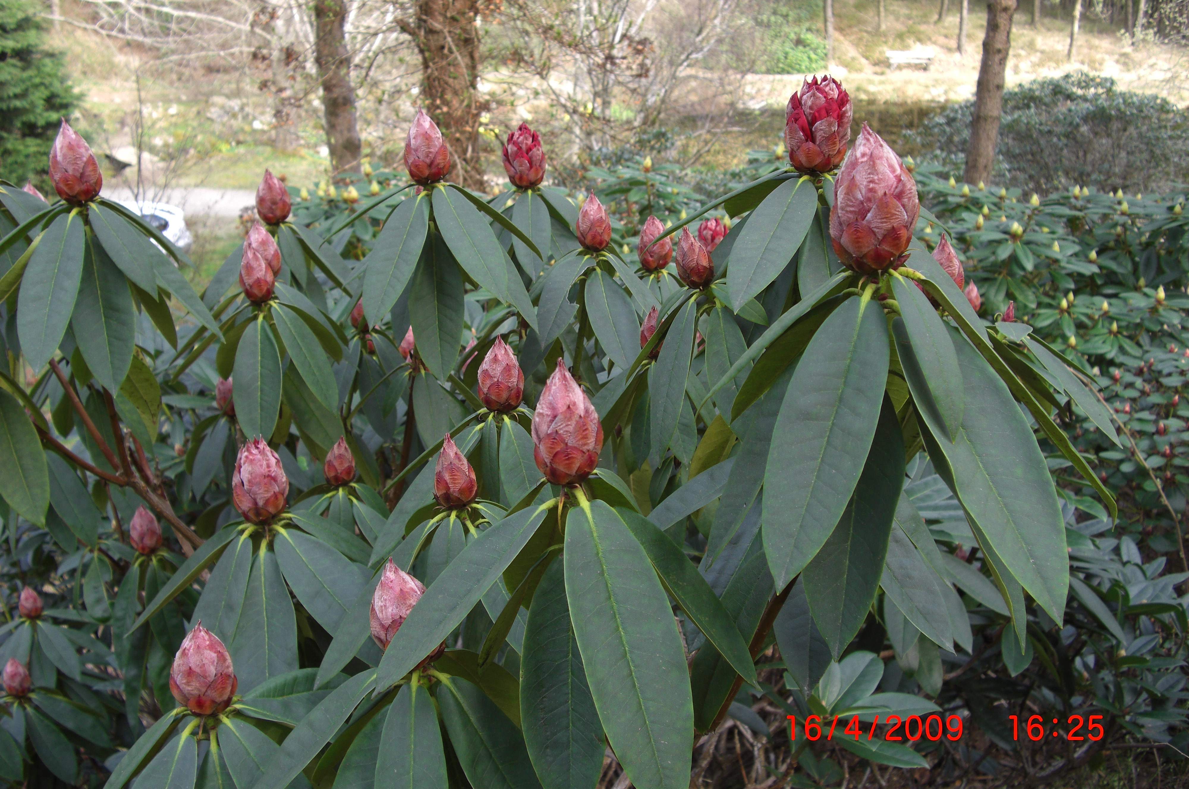 Rhododendron 'Taurus' i knoppbryting