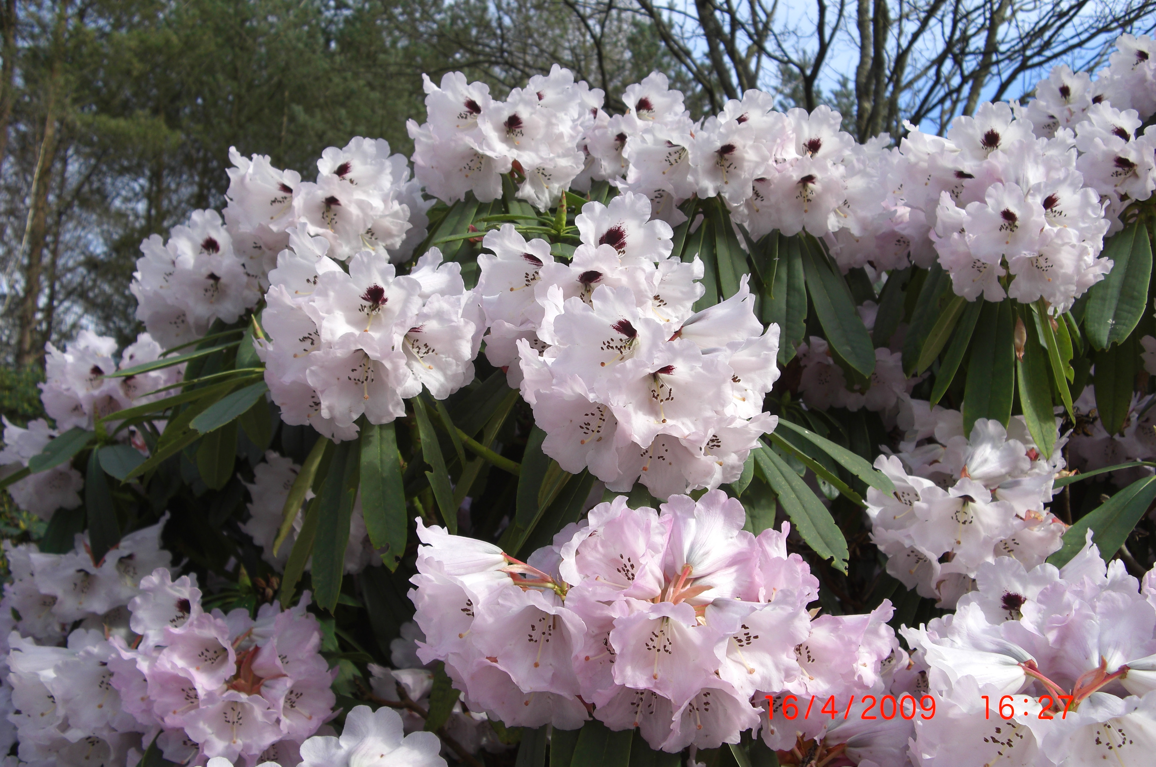 Rhododendron calophytum - selve dronningen 