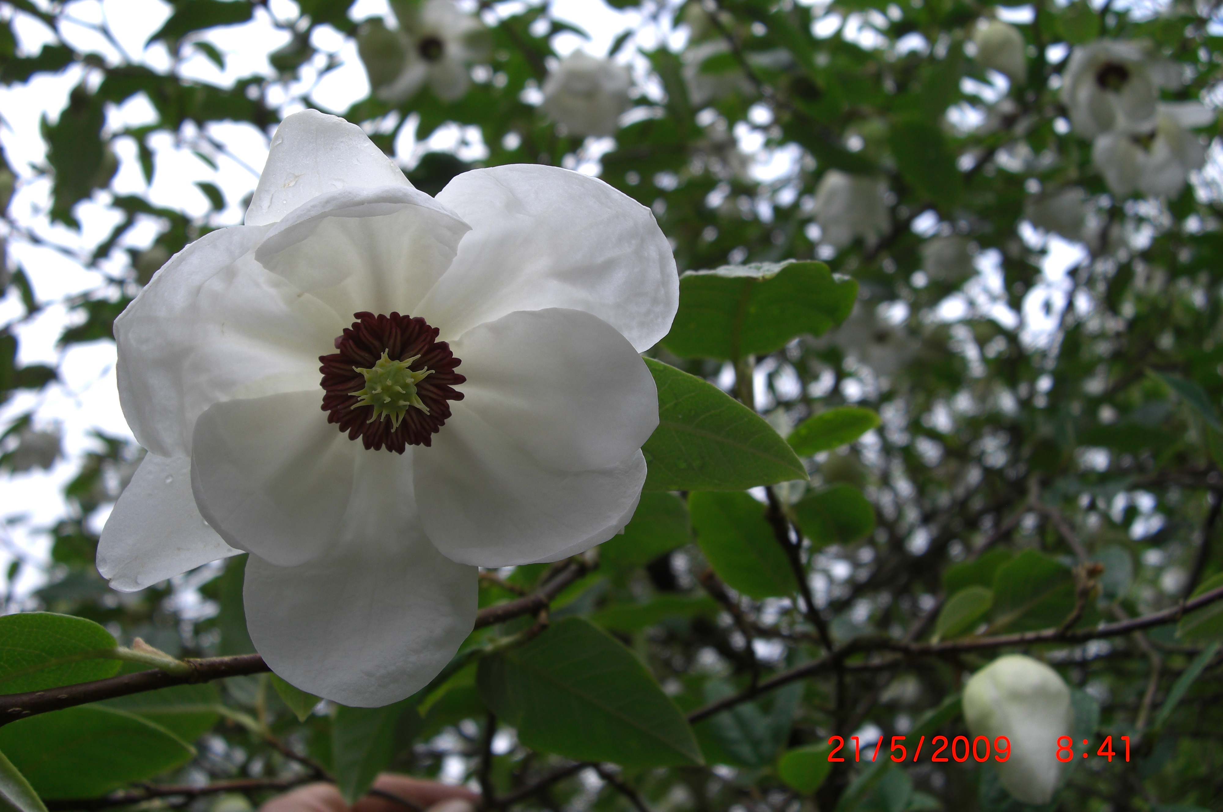 Wilsonmagnolia - sjelden art med nikkende og velduftende blomster