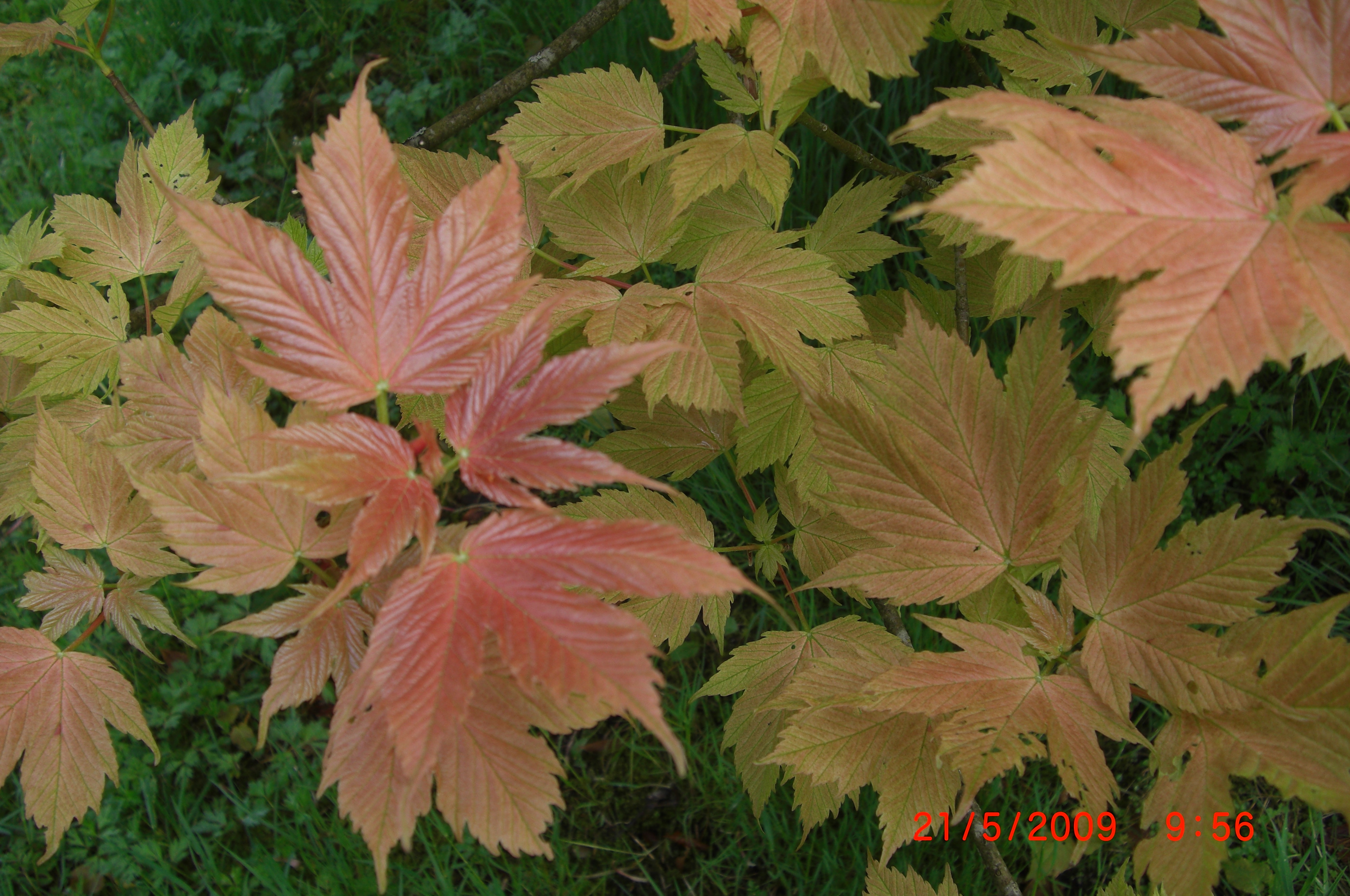 Acer pseudoplatanus 'Prinz Handjéry', en fargerik og kompakt form av platanløn