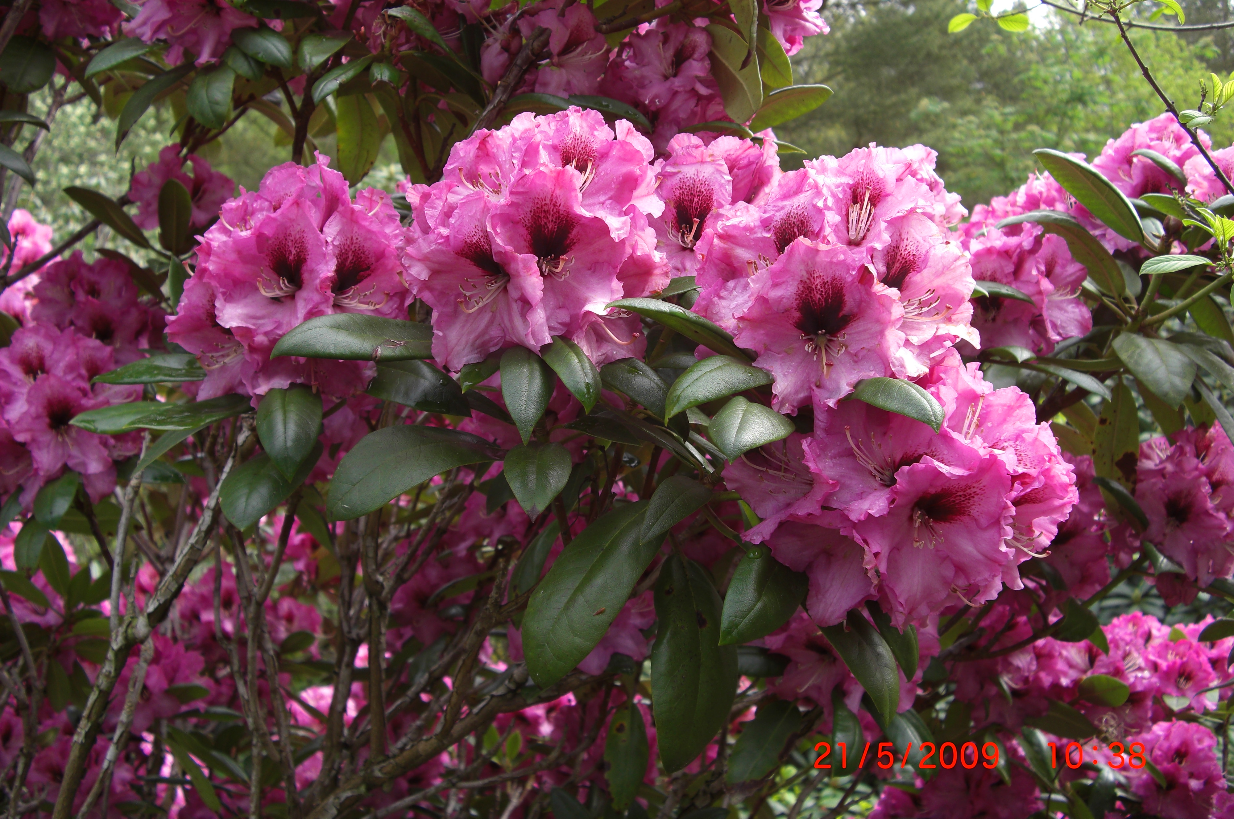 Rhododendron 'Ornament'