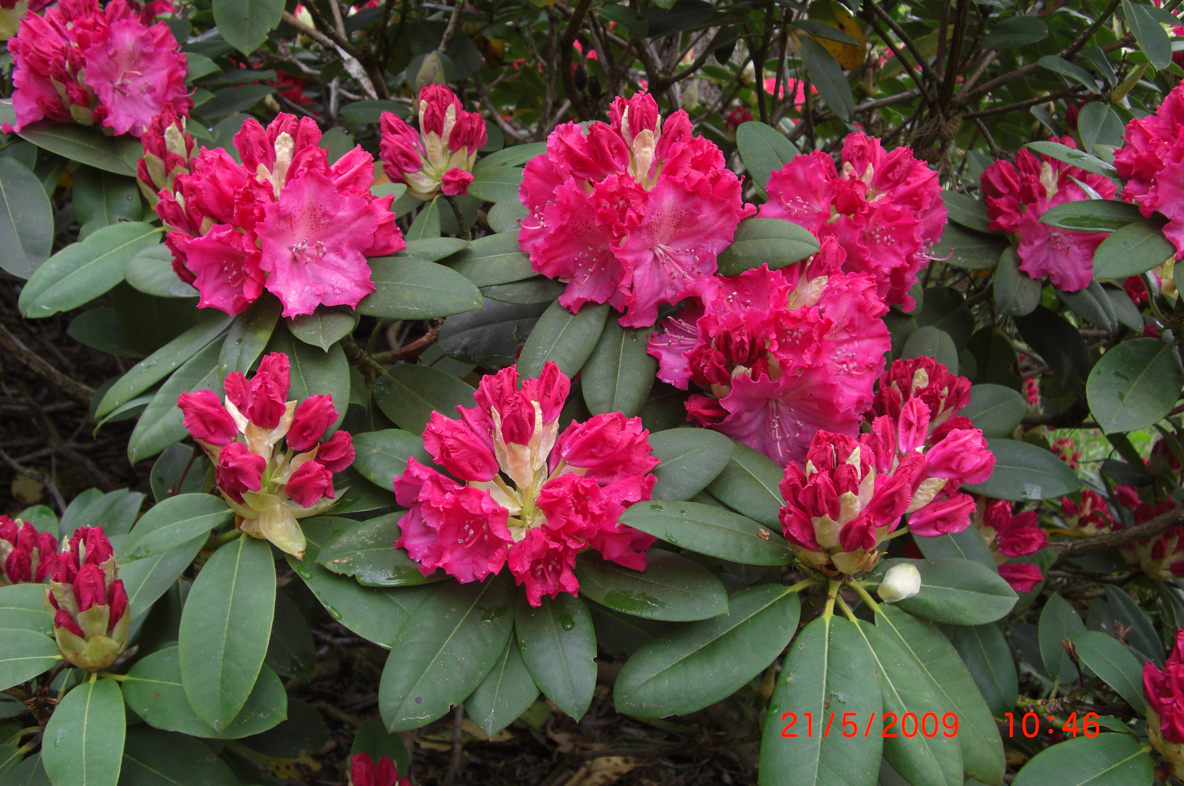 Rhododendron 'Germania'