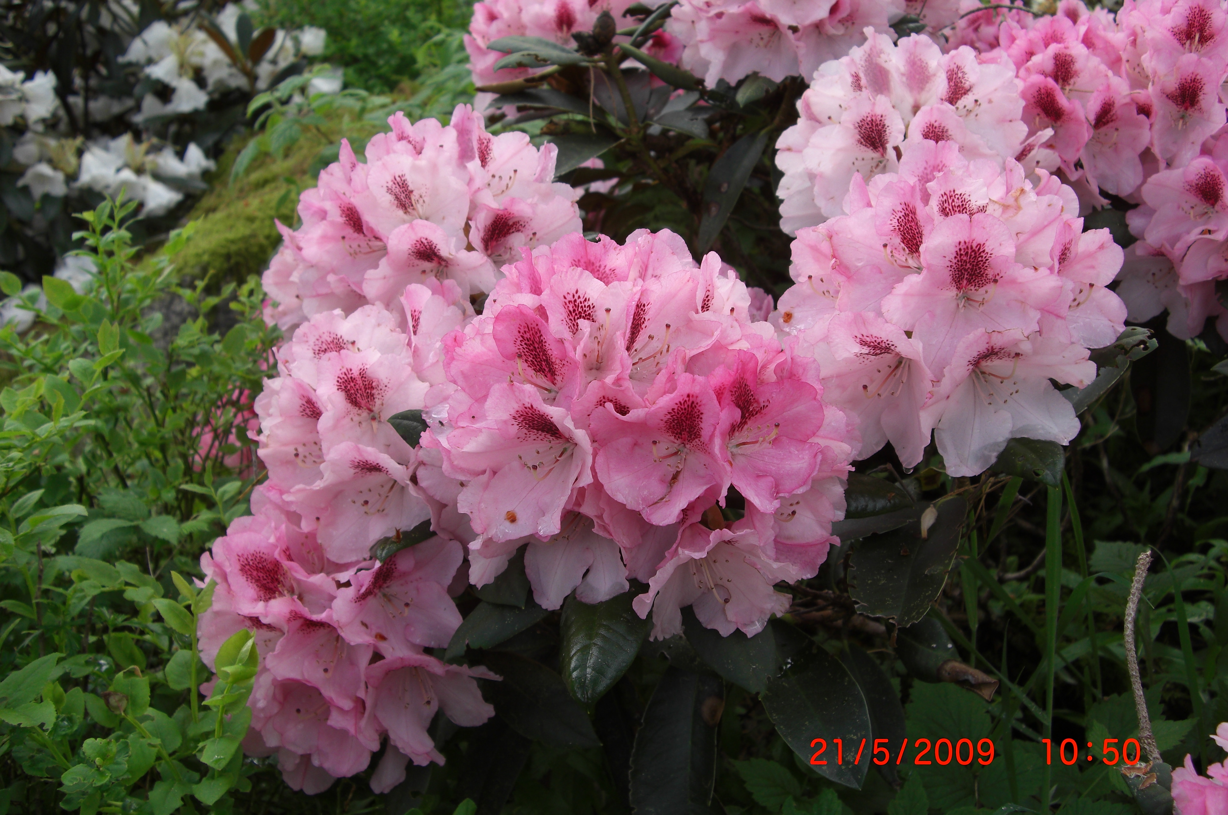 Rhododendron 'Nicoletta'