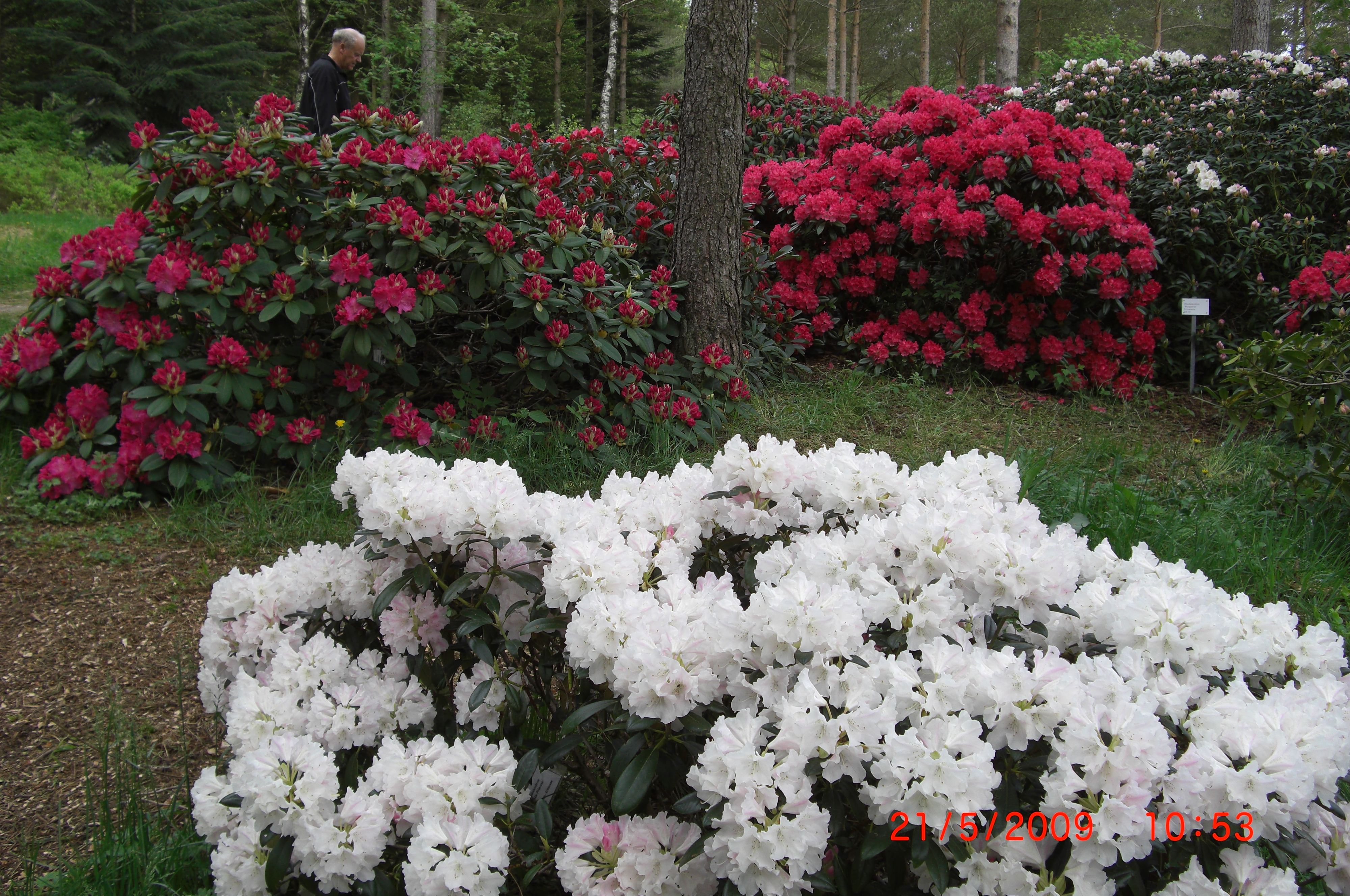 Rhododendron 'Yaku Princess', 'Germania' og 'Morgenrot'