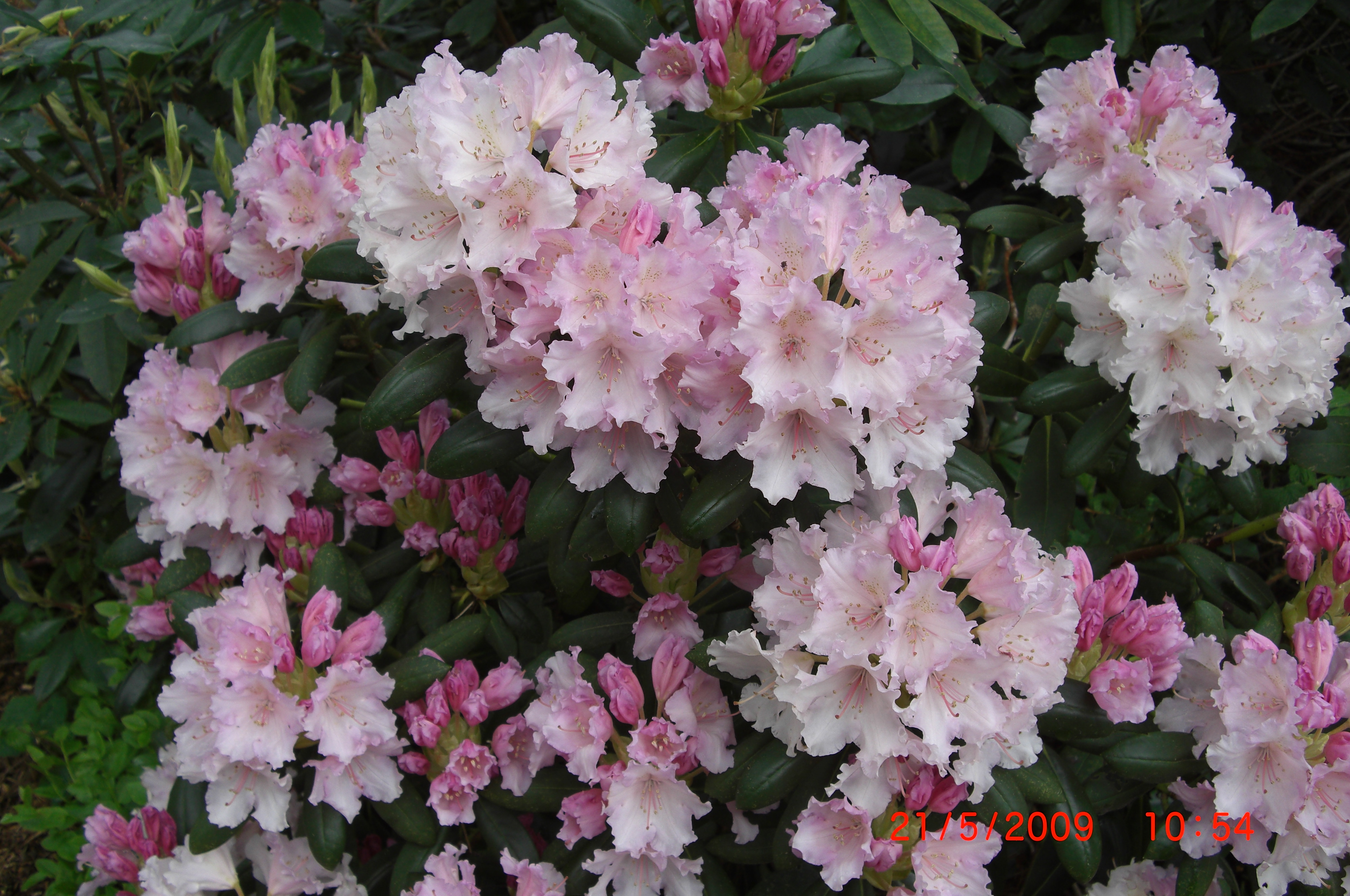 Rhododendron 'Schneewolke'