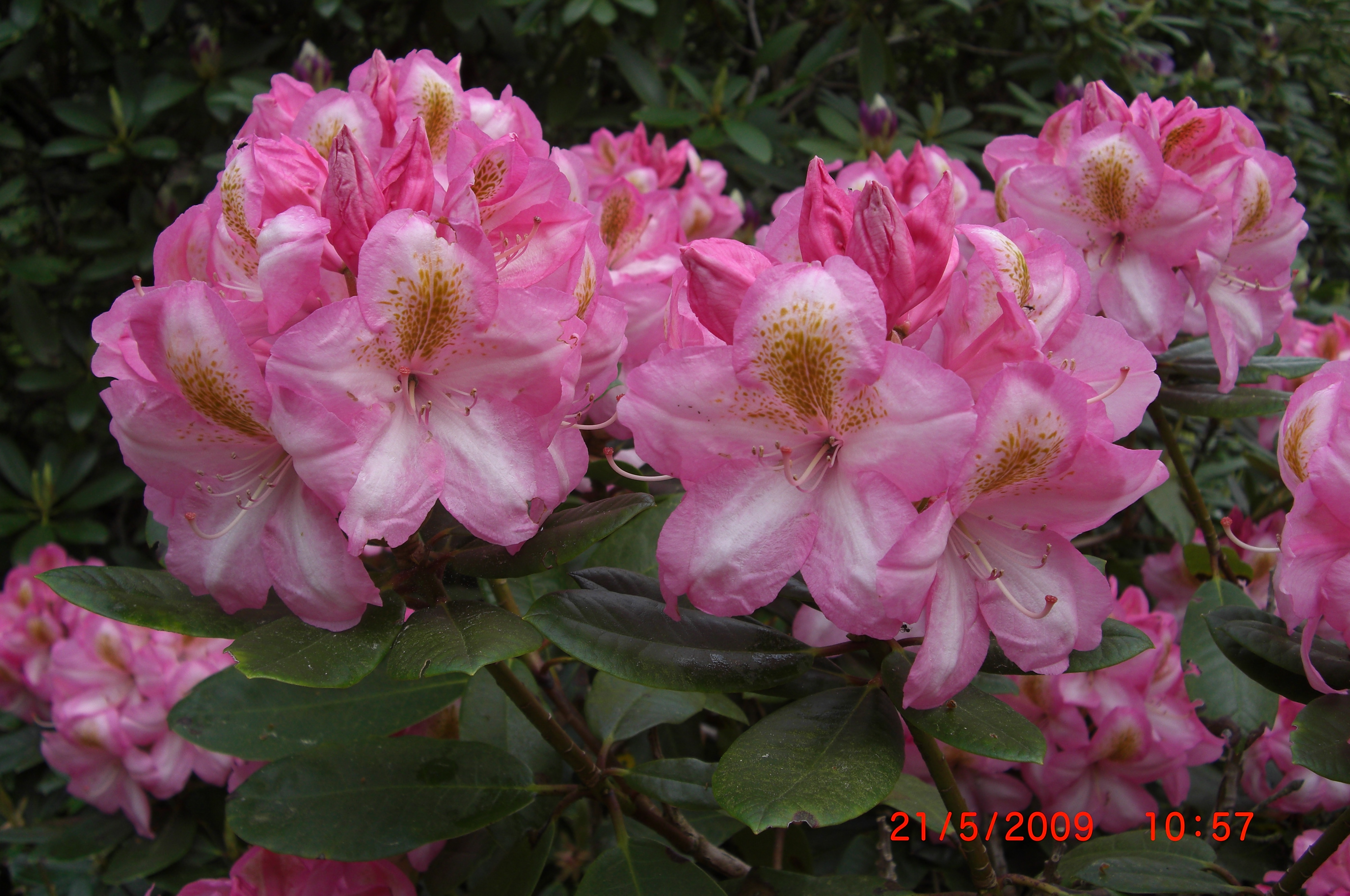 Rhododendron 'Arkadius'