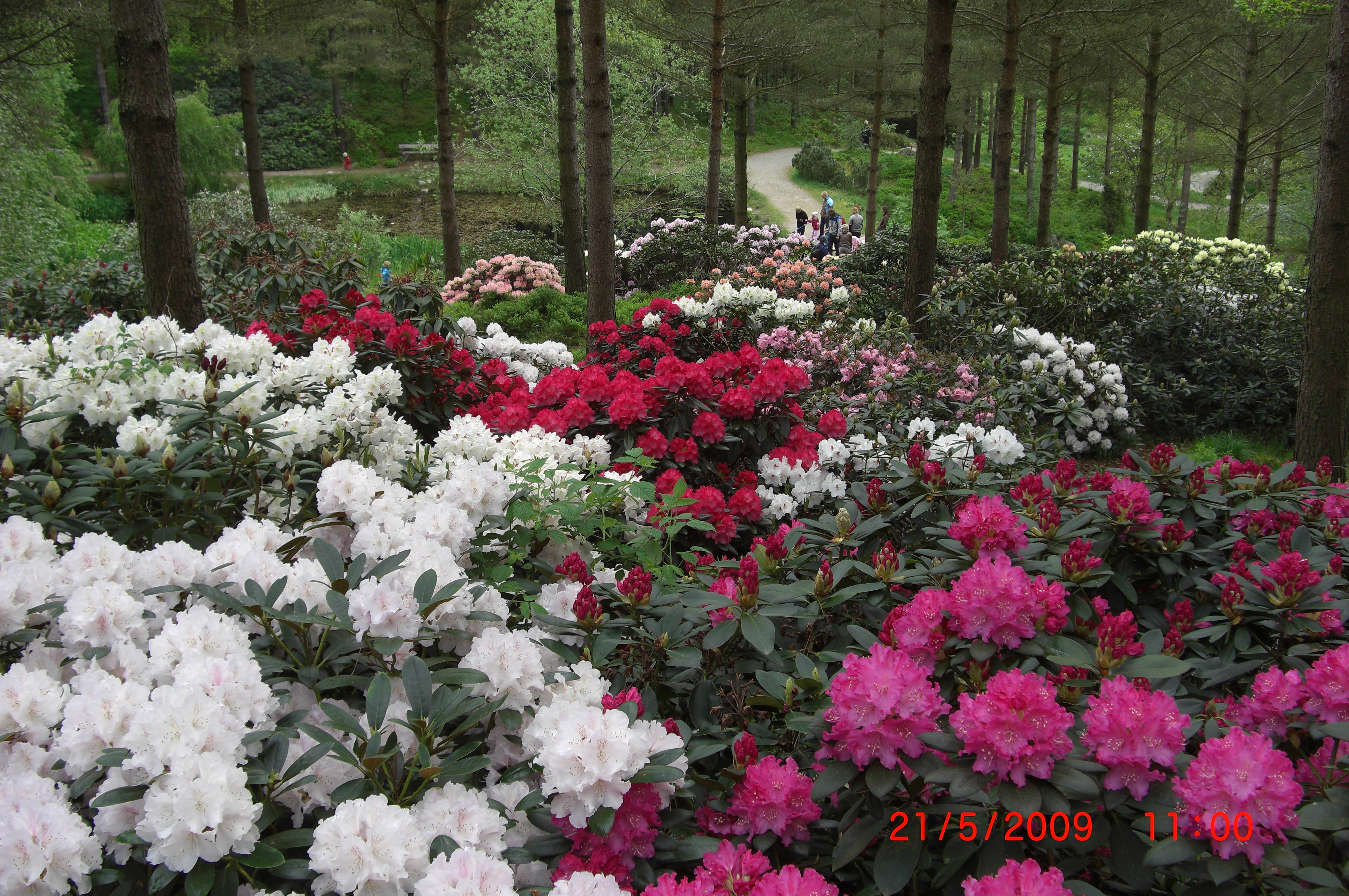 Parti av miljø fra Rhododendrondalen