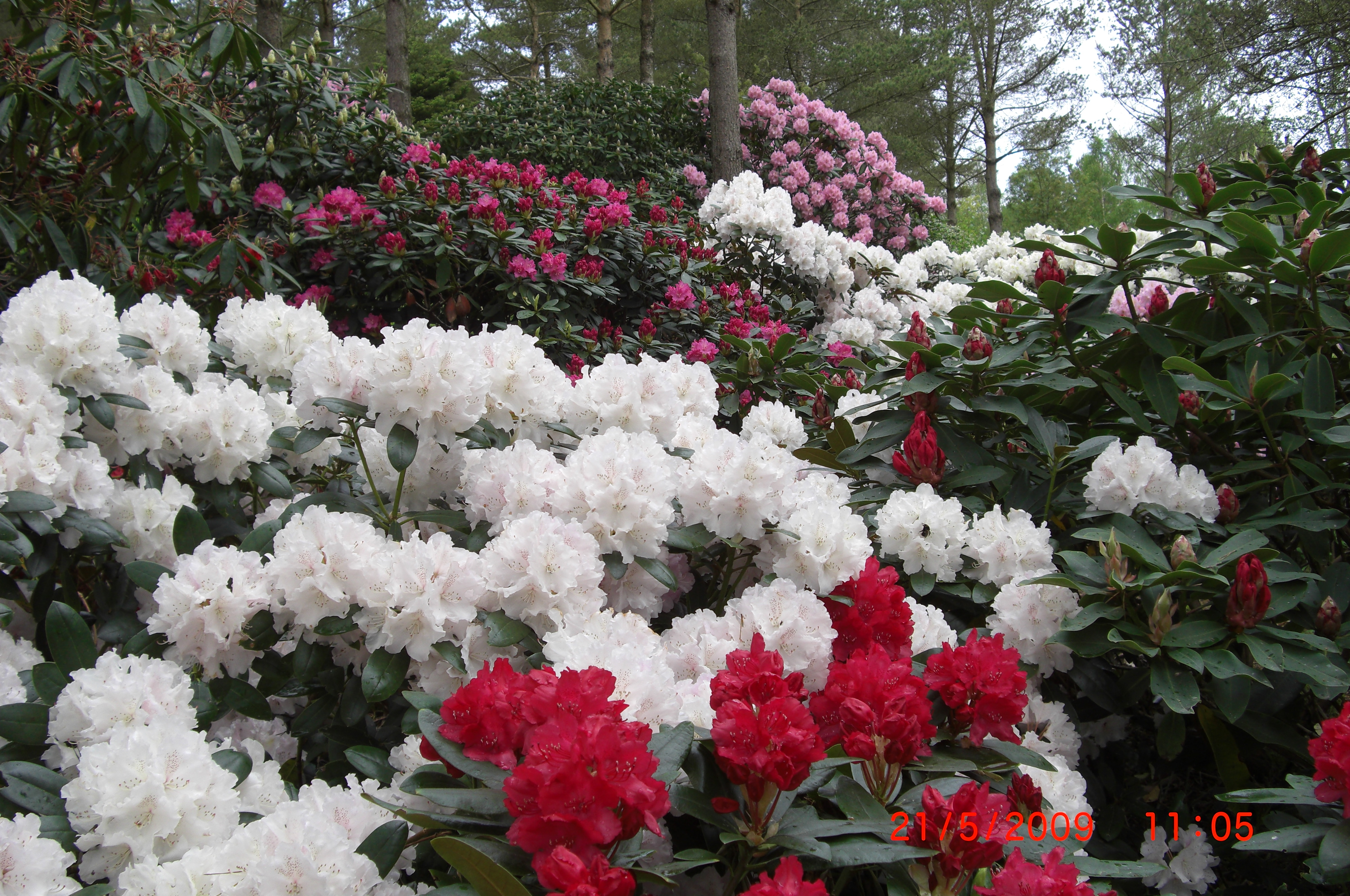 Parti av miljø fra Rhododendrondalen