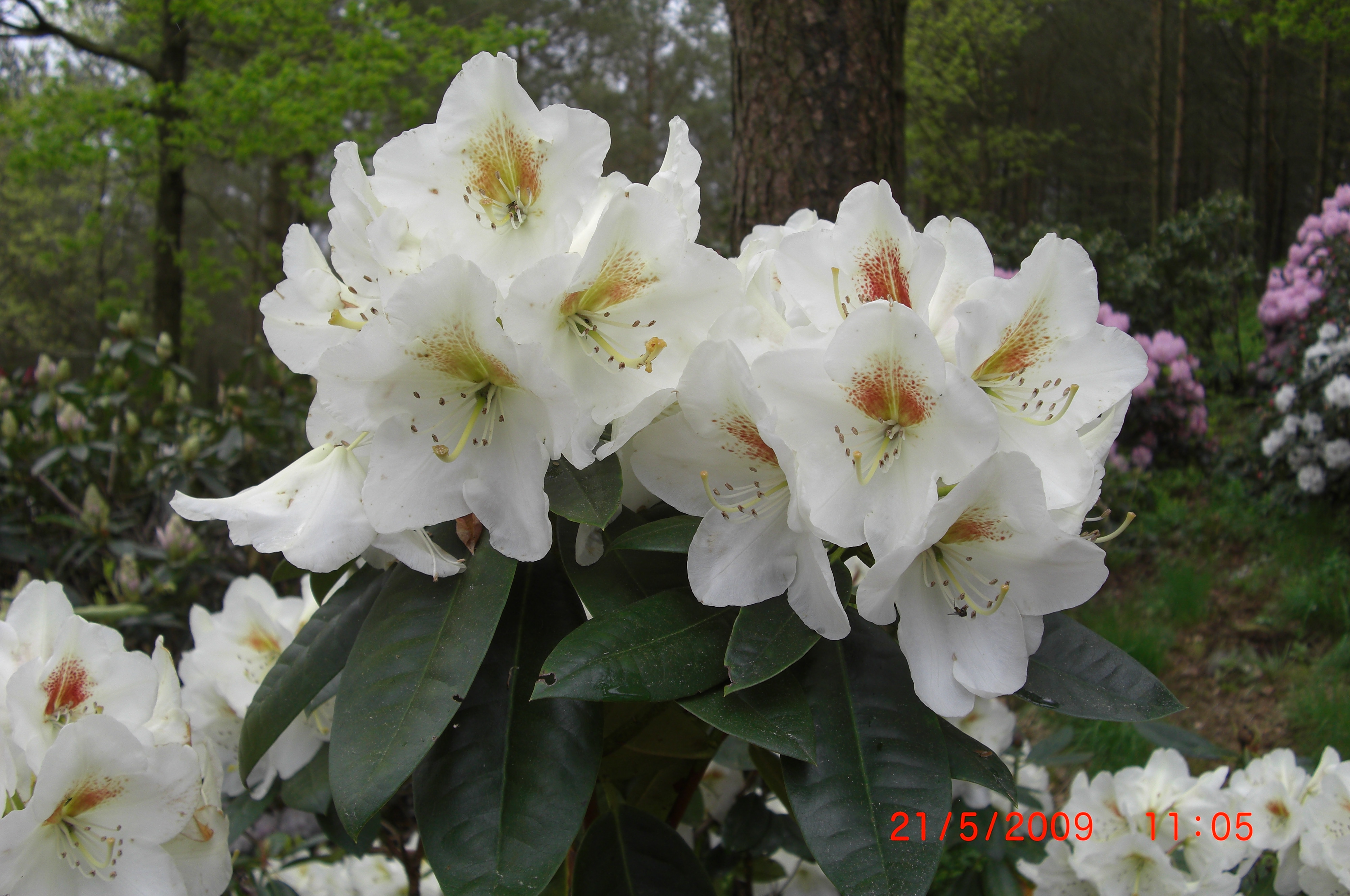 Rhododendron 'Phyllis Korn'