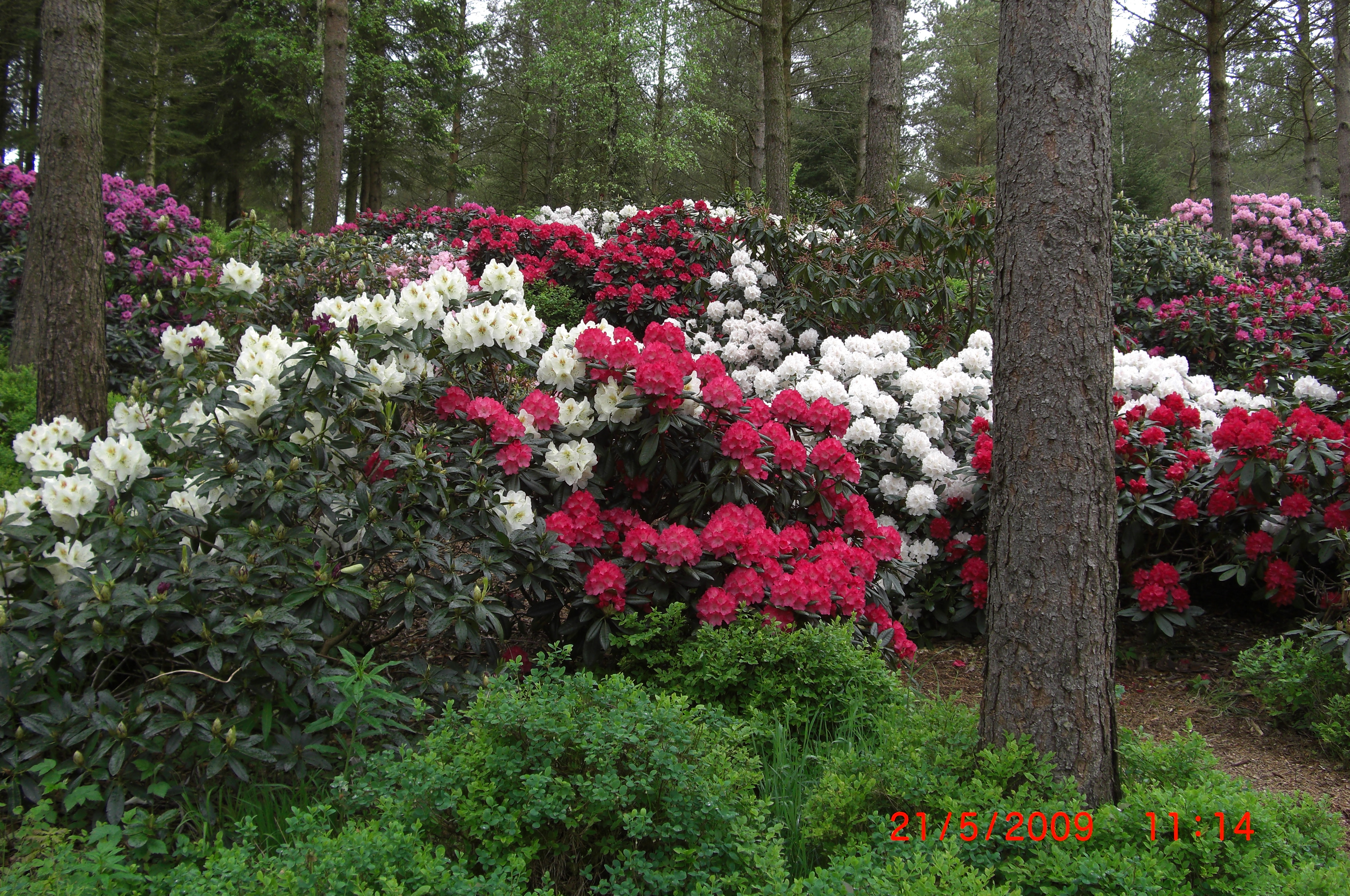 Parti av miljø fra Rhododendrondalen