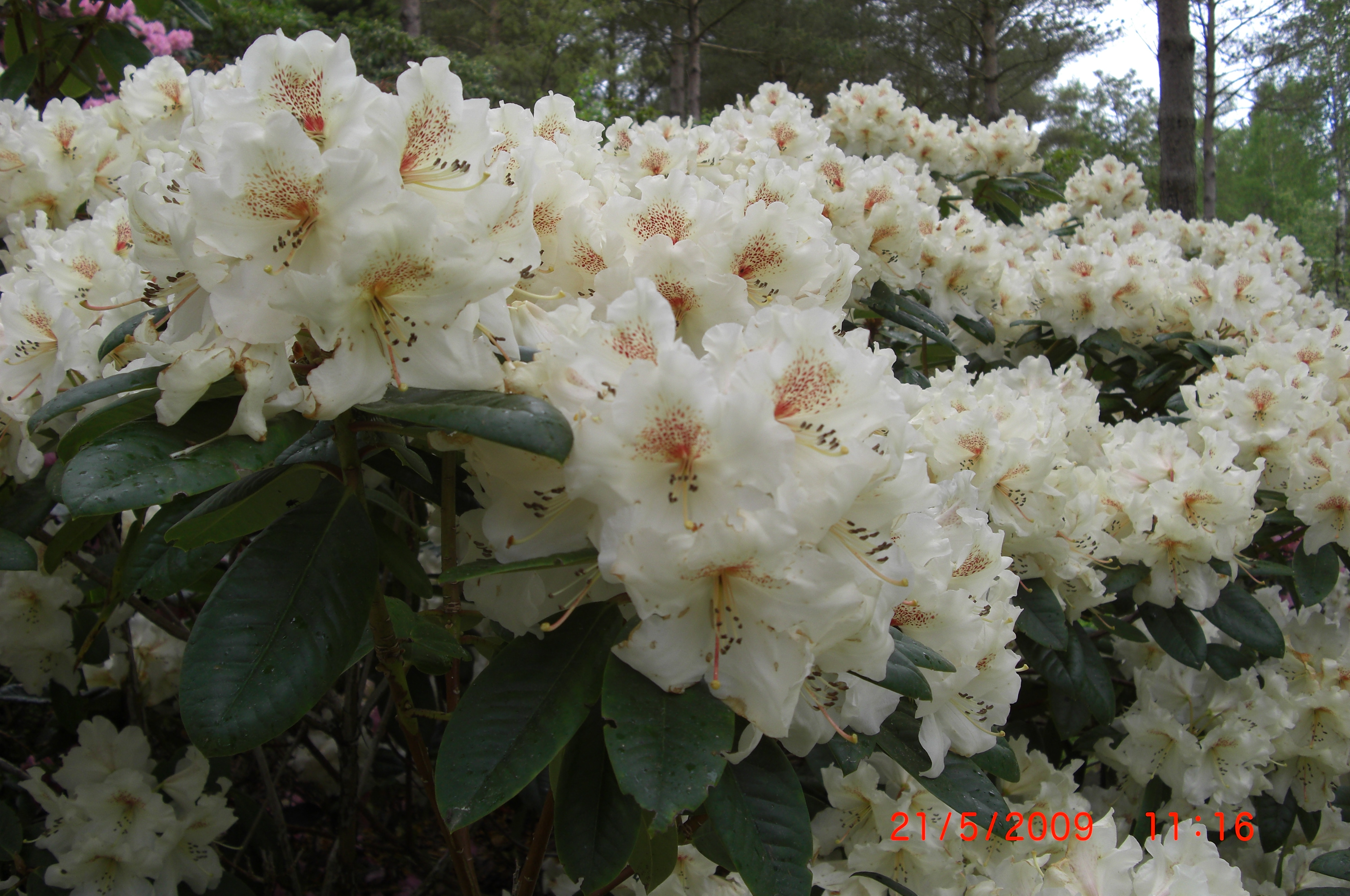 Rhododendron 'Maharani'