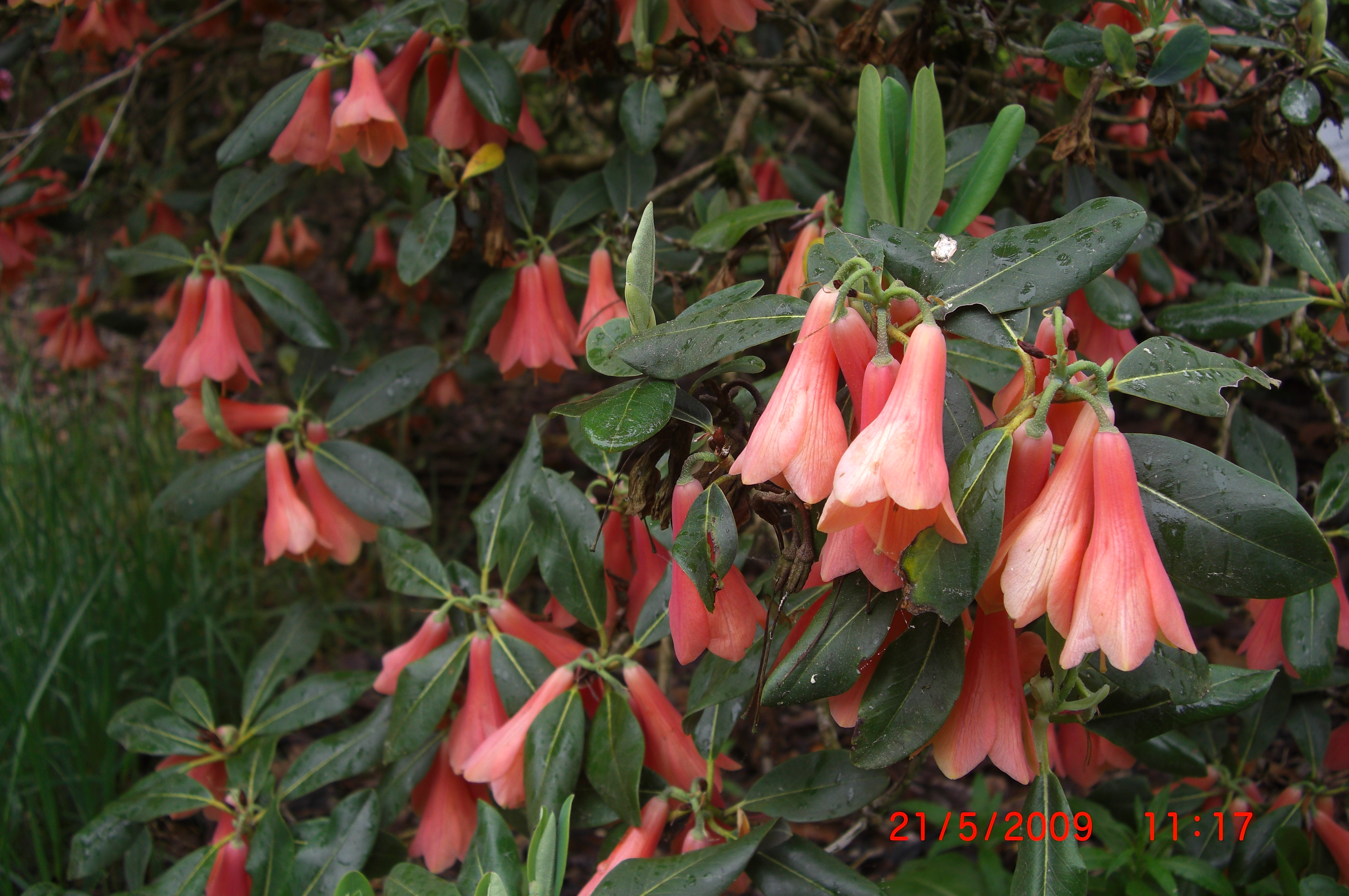 Rhododendron cinnabarinum - en sjelden art som er innsamlet ca 3.500 moh i Øst-Nepal