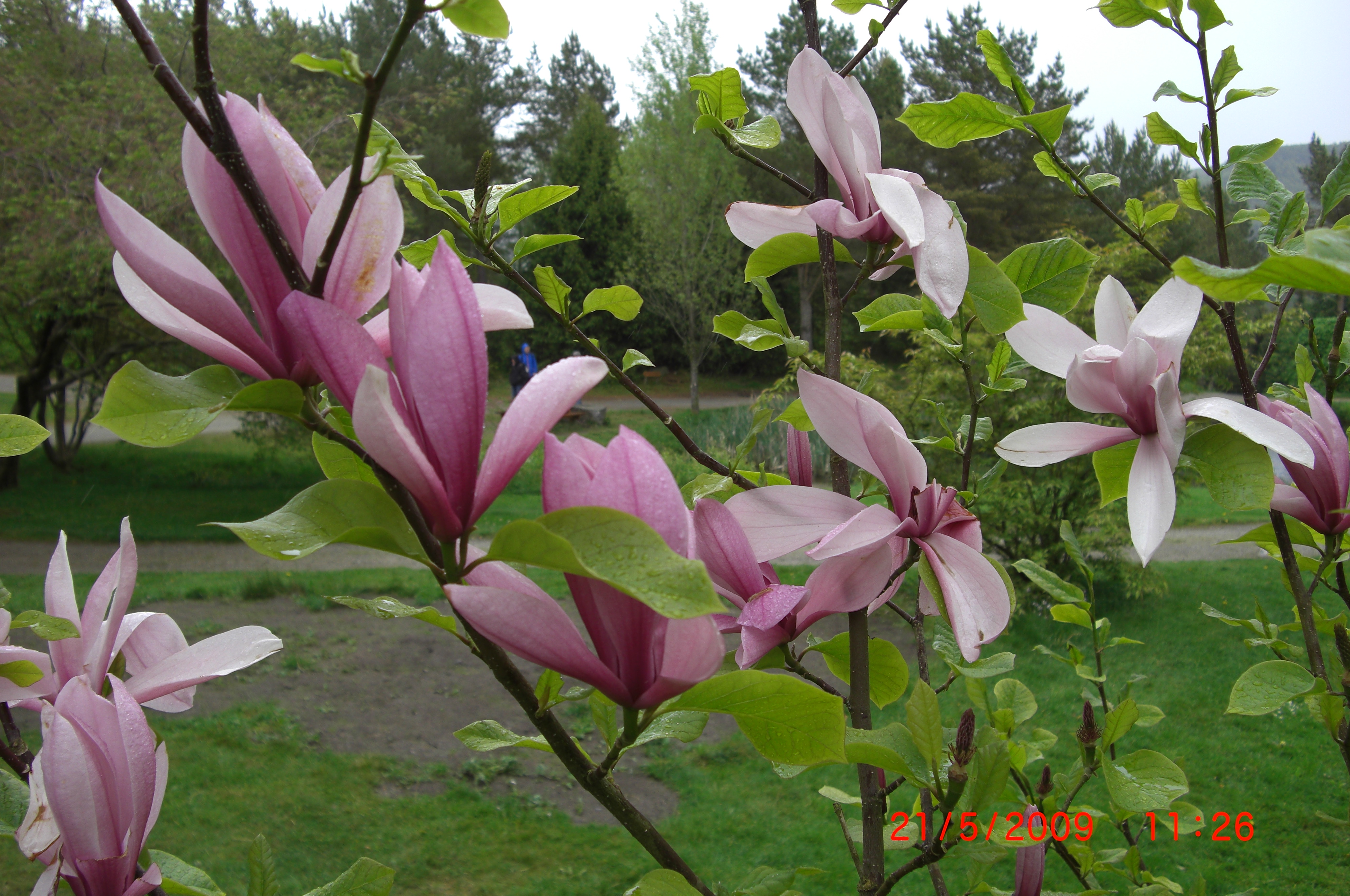 Magnolia 'Galaxy' - en verdifull sort med store blomster som kan sees ved Øvre dam 