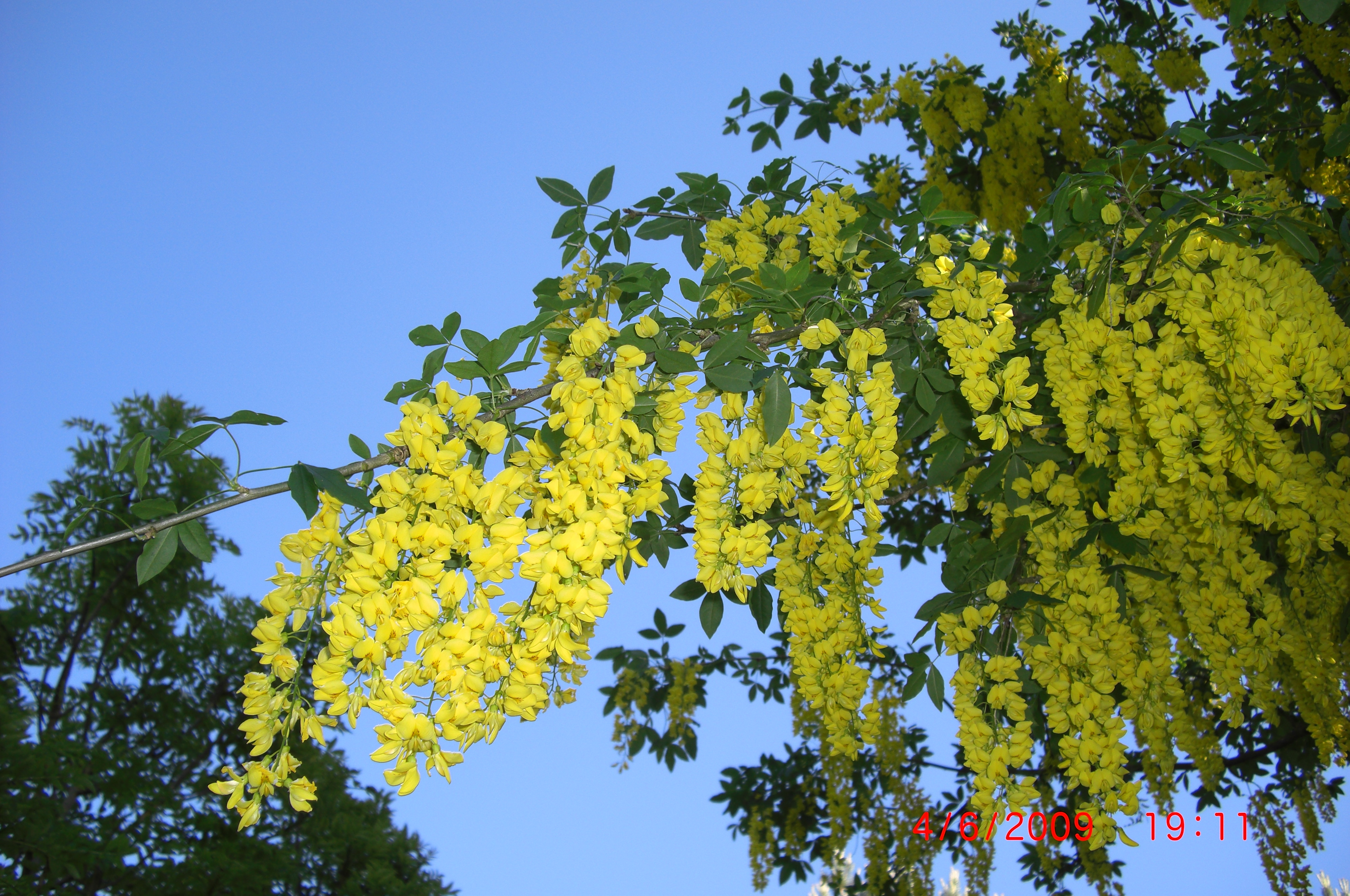 Hybridgullregn (Laburnum x watereri 'Vossii') 