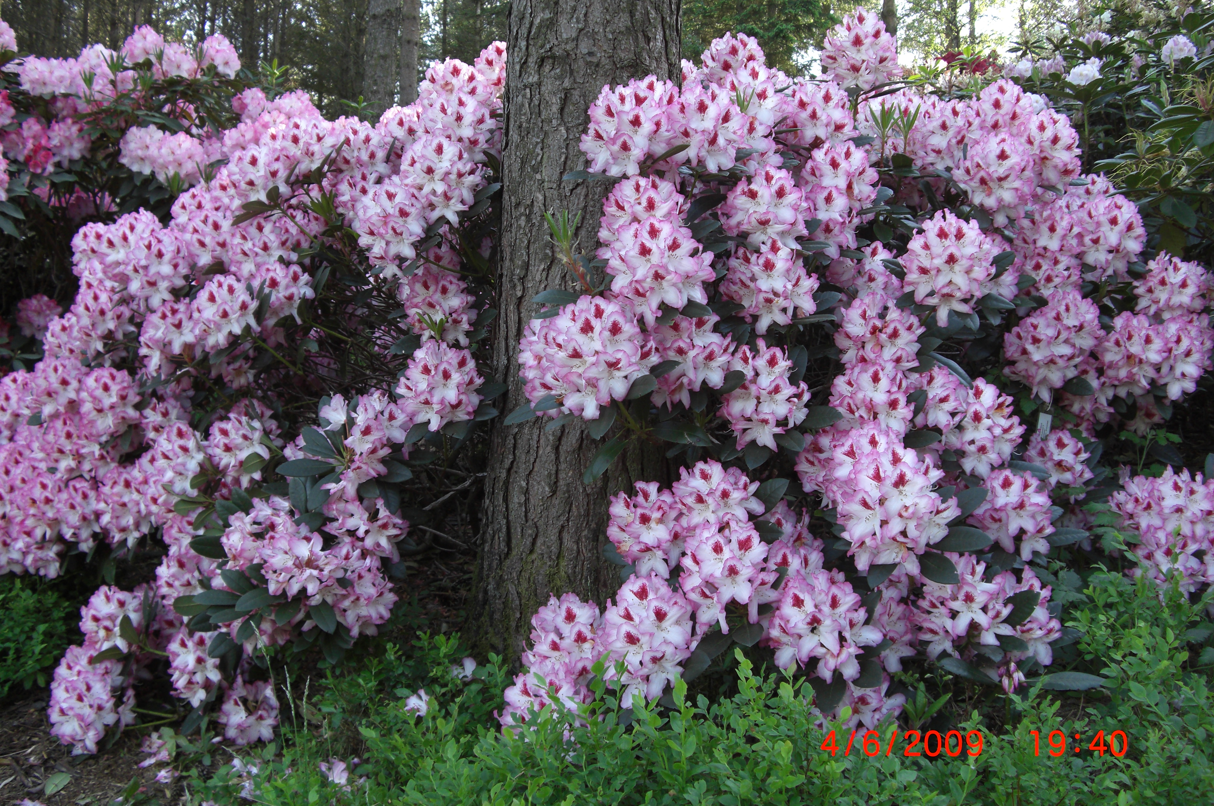 Rhododendron 'Hachmann's Charmant'