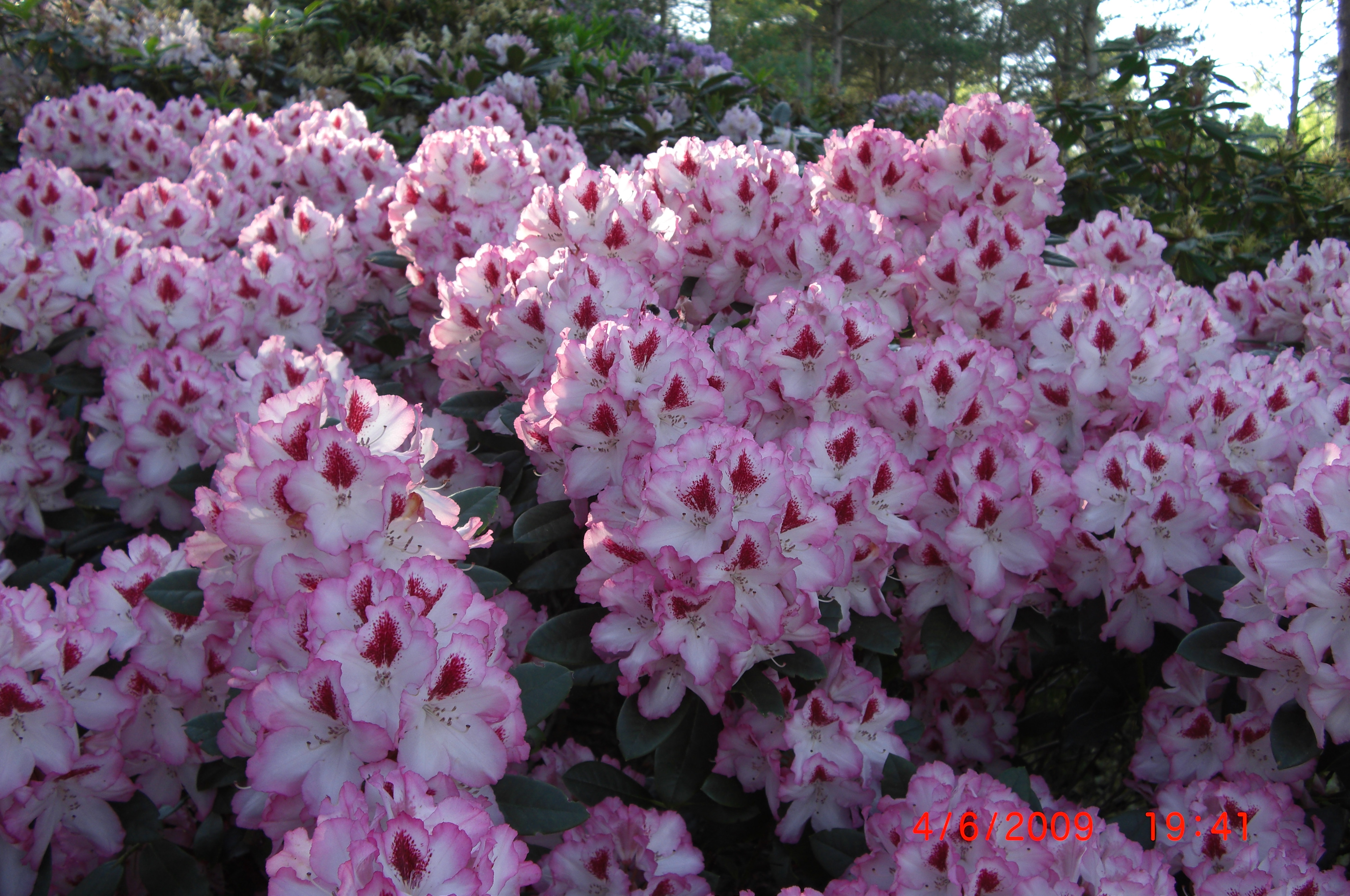 Rhododendron 'Hachmann's Charmant'