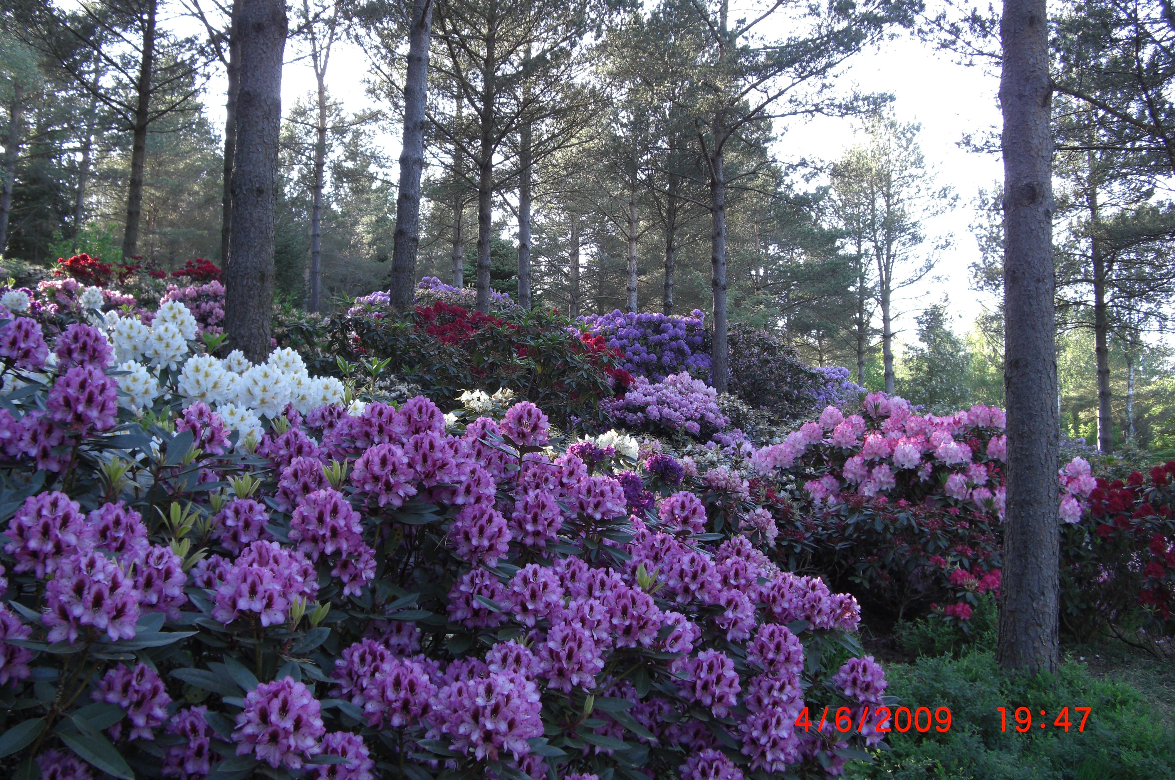 Rhododendron 'Kokardia' i forgrunnen