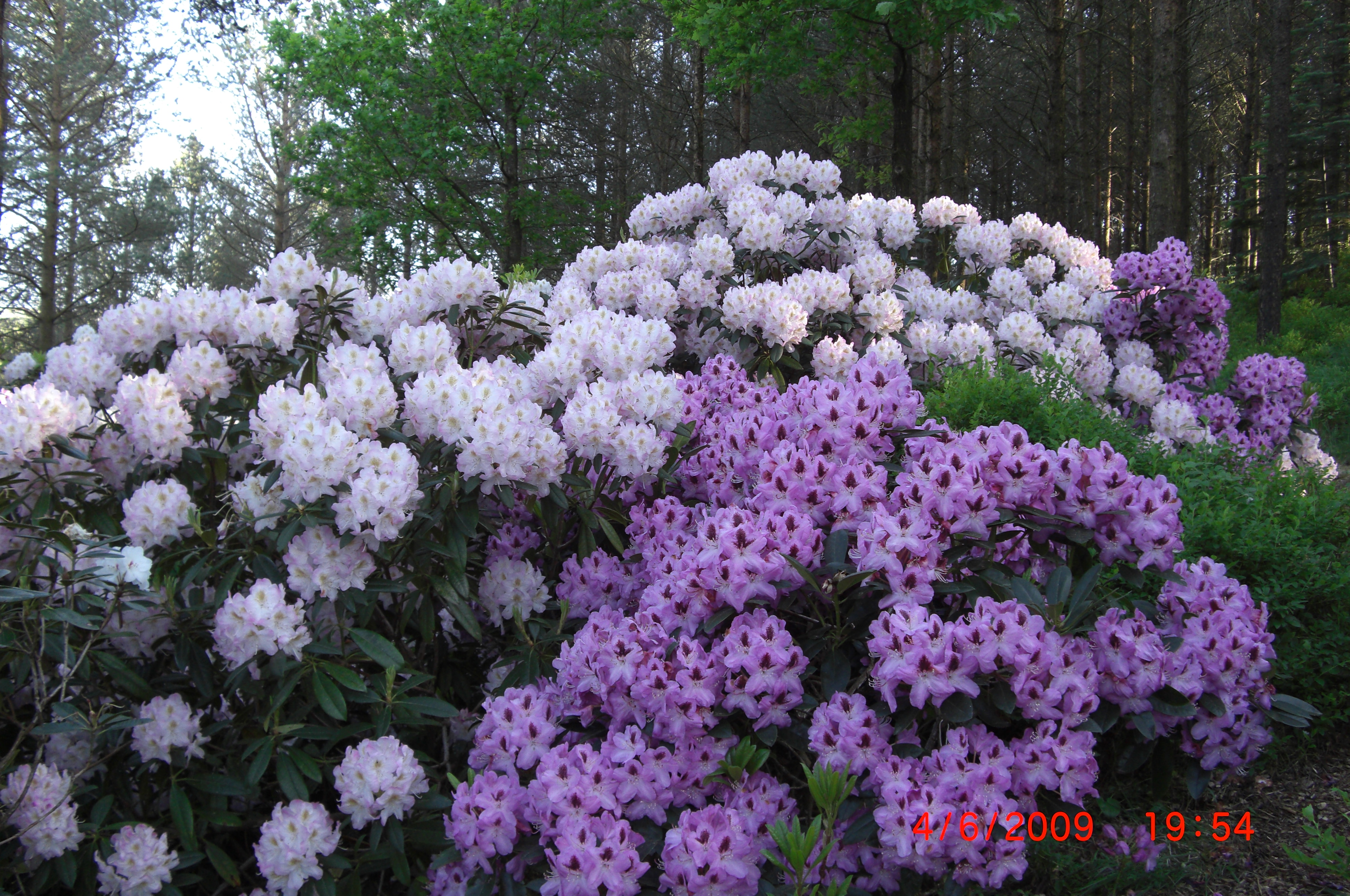 Rhododendron 'Lugano' og 'Brigitte'