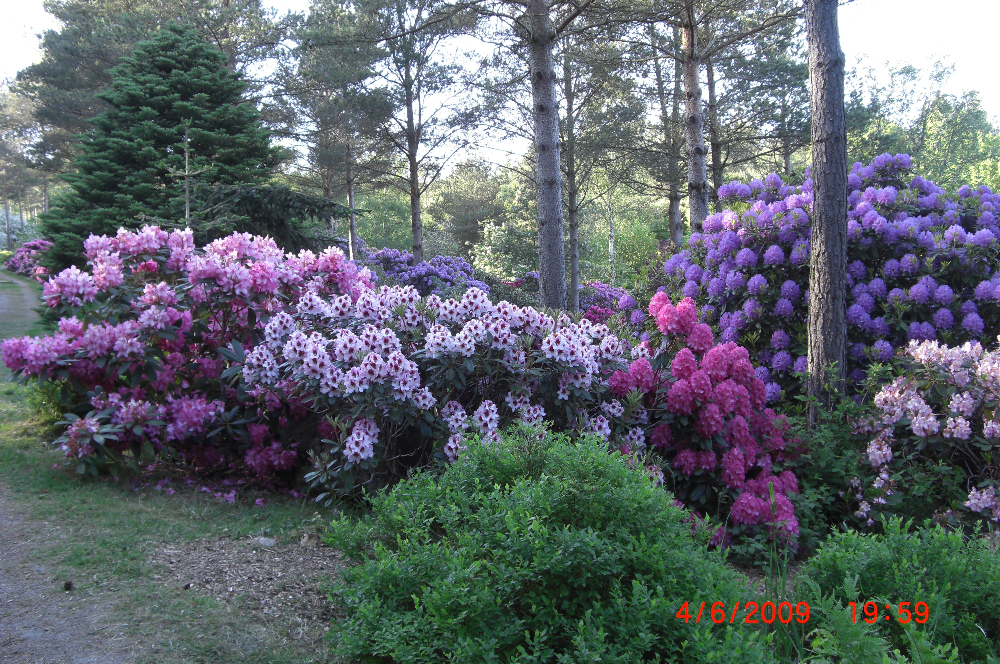 Parti fra Rododendrondalen, med 'Cassata' i forgrunnen,