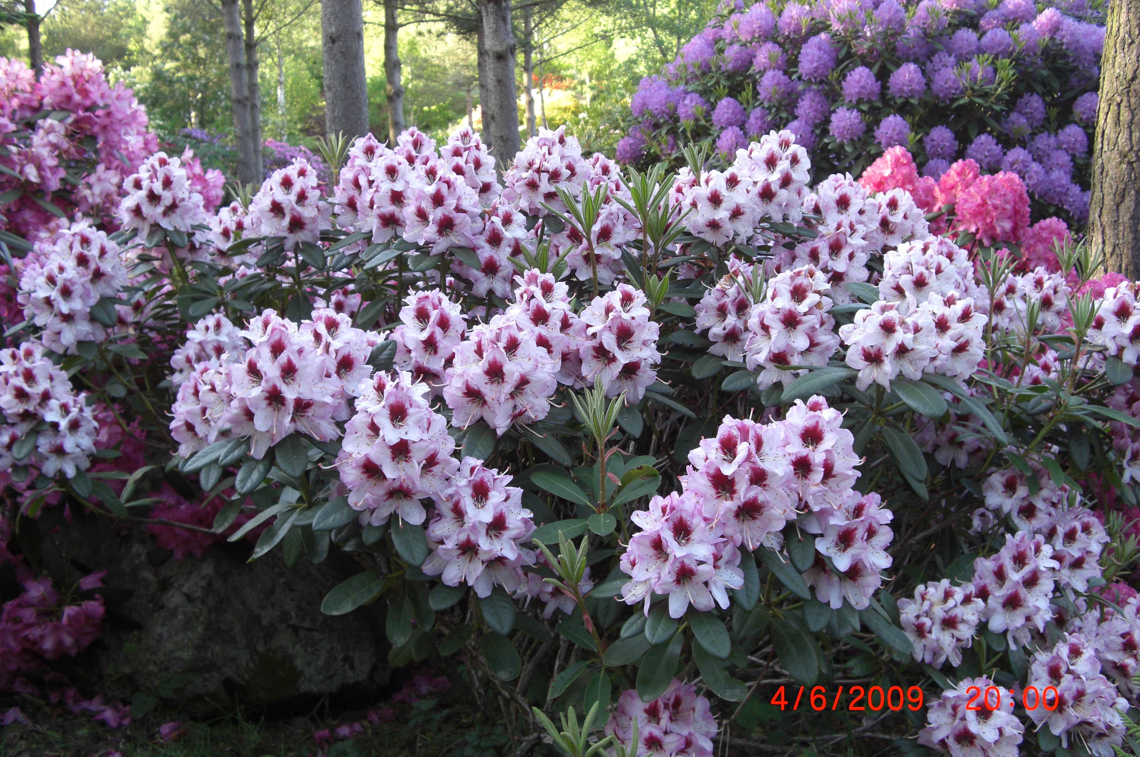 Rhododendron 'Cassata' - en kontrastrik plante