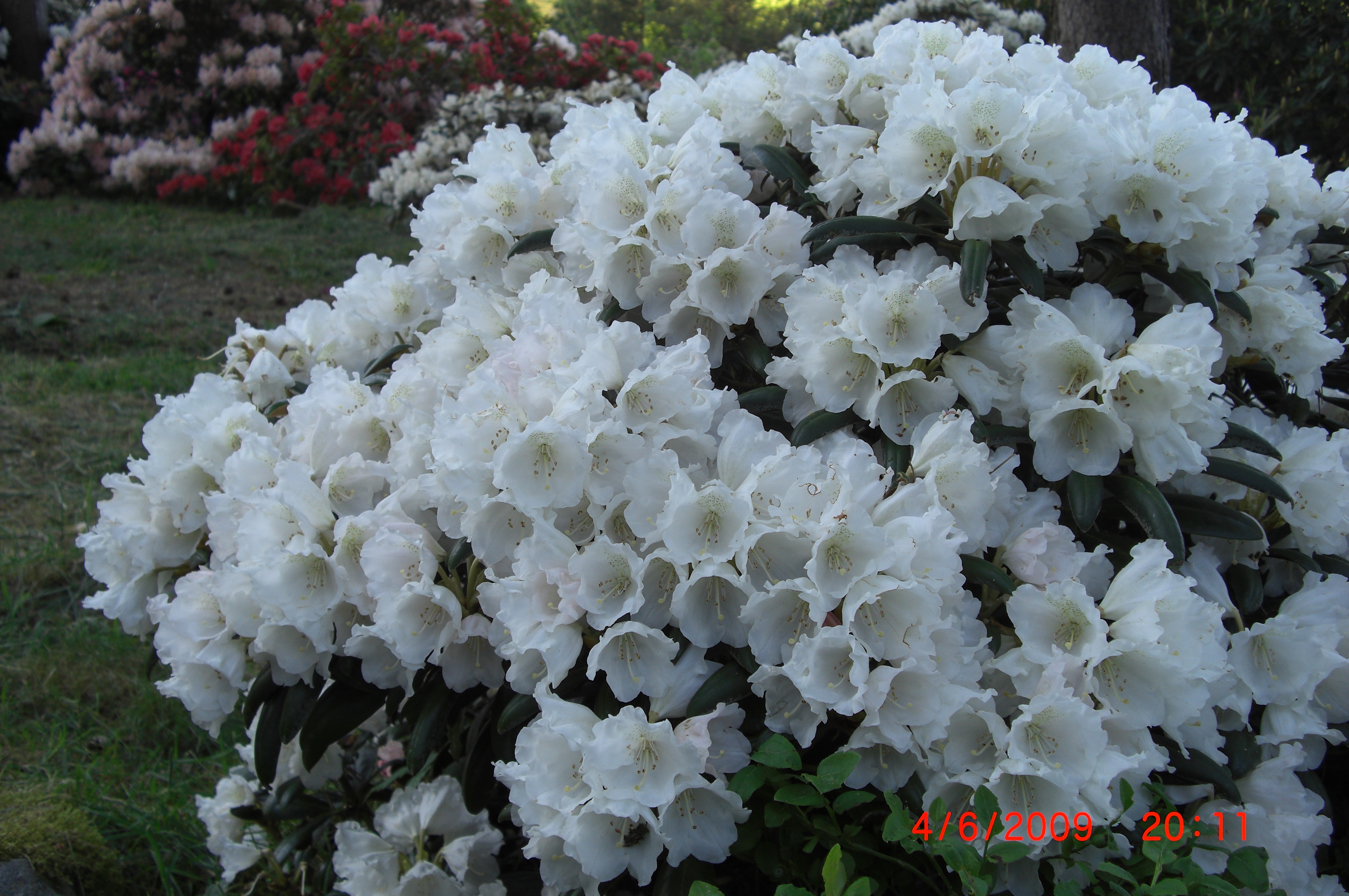 Rhododendron yakushimanum 'Edelweiss'