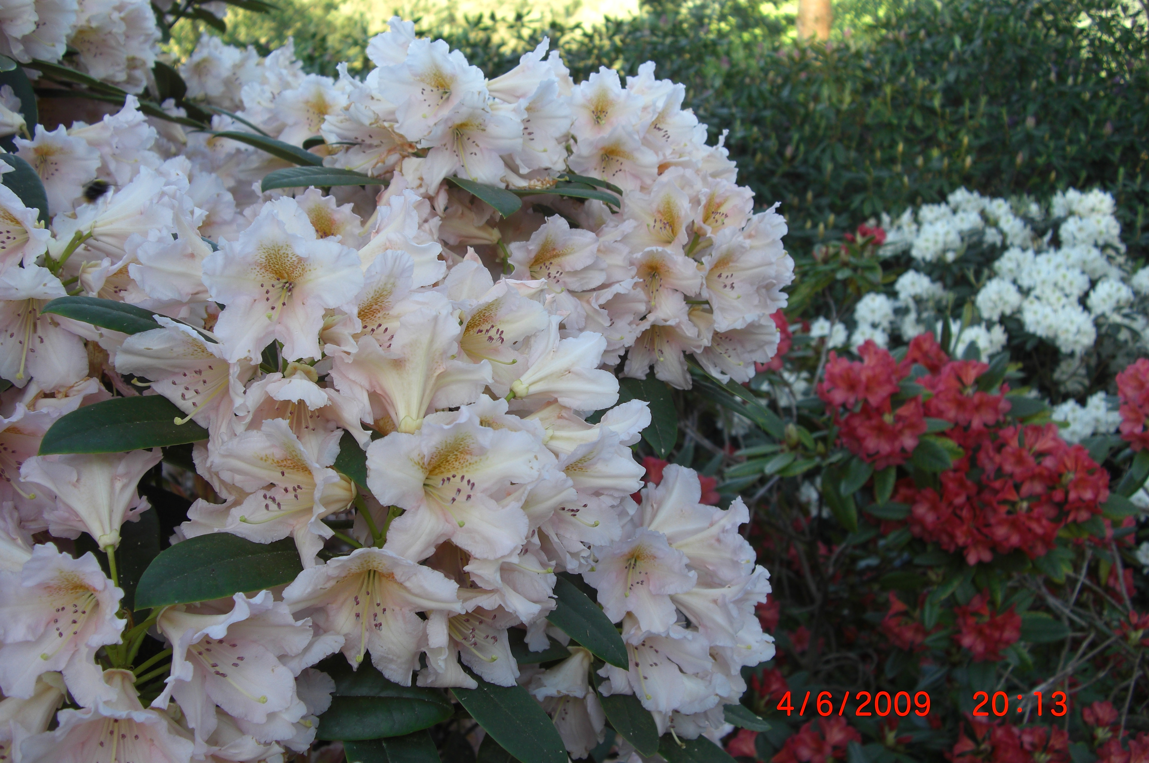 Rhododendron 'Gloria' har en særpreget, men vakker blomsterfarge