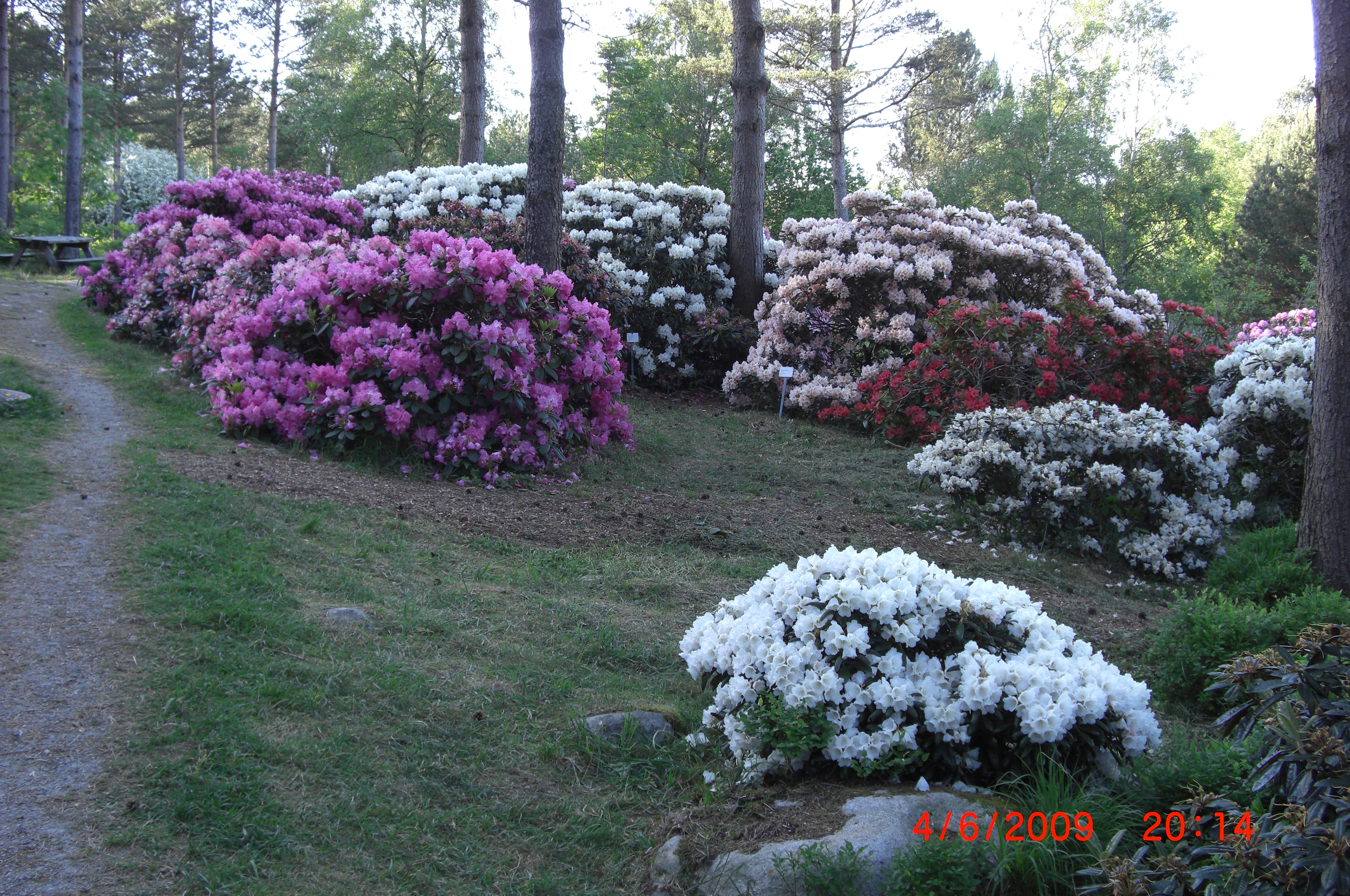 Et utvalg av Rhododendron yakushimanum-kultivarer