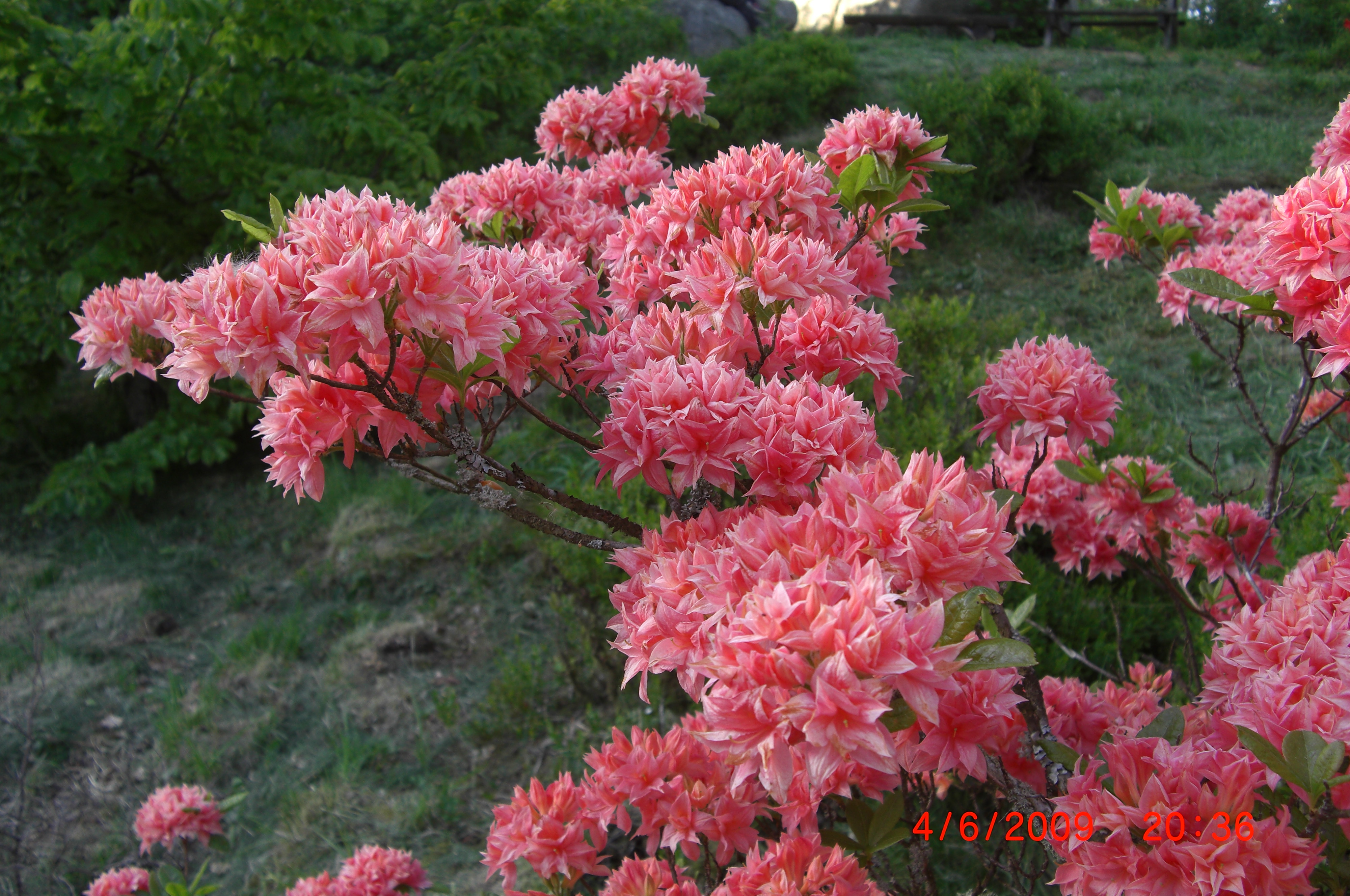 Rhododendron 'Homebush' er en gammel, men verdifull hageasalea 