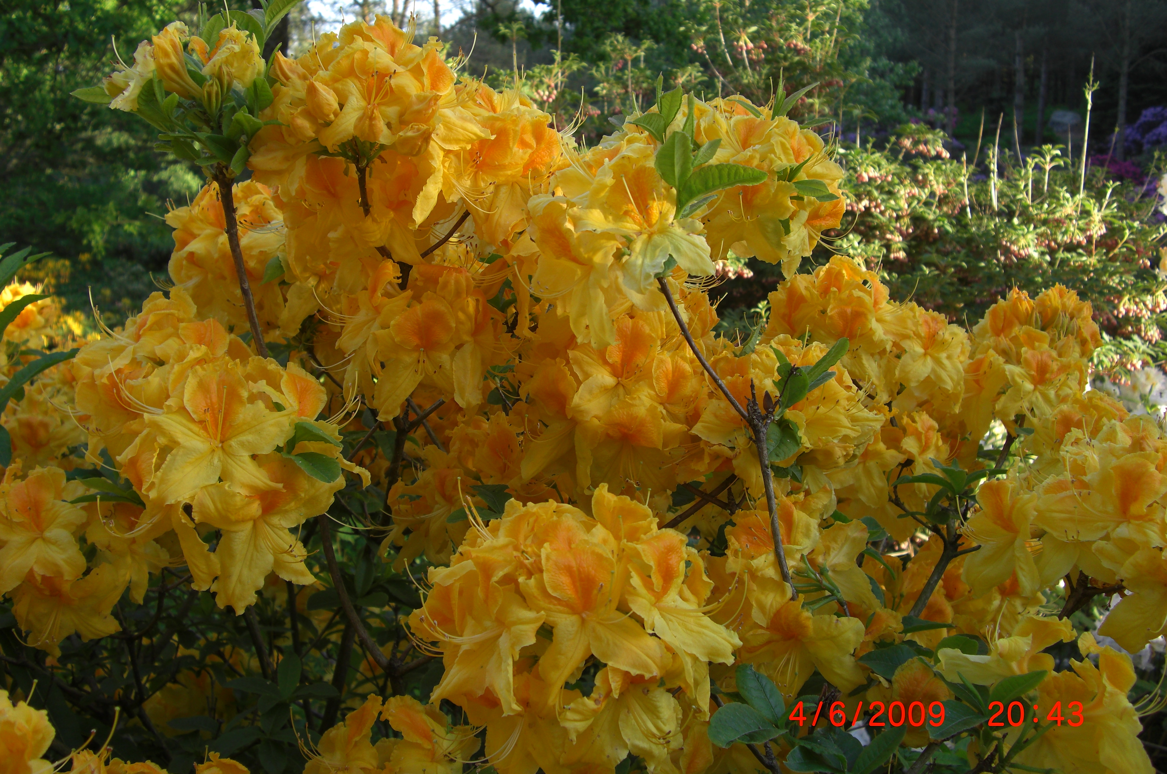 Rhododendron 'Goldpracht' bærer virkelig navnet med rette