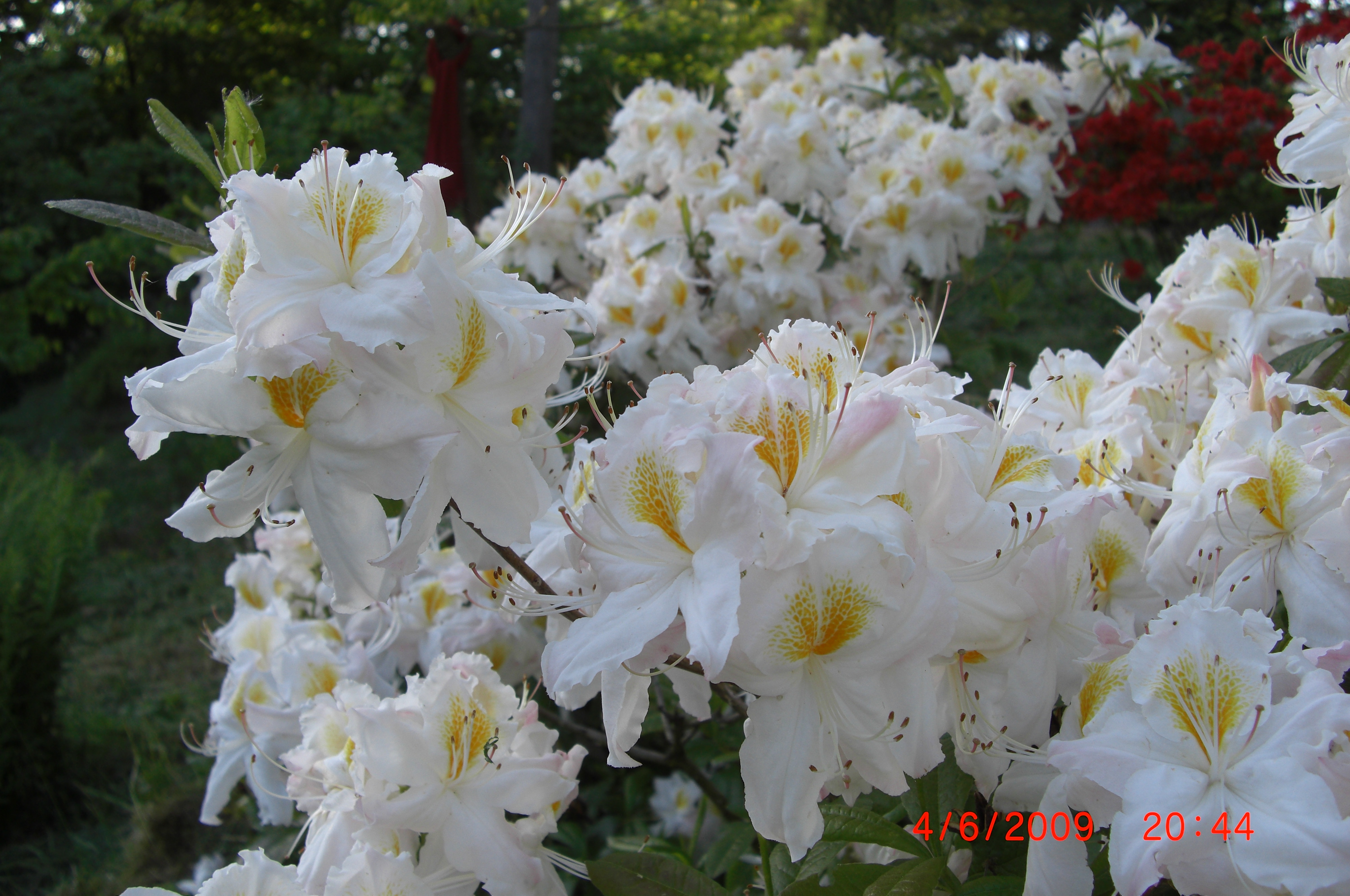 Rhododendron 'Schneegold' er en fin og verdifull hageasalea