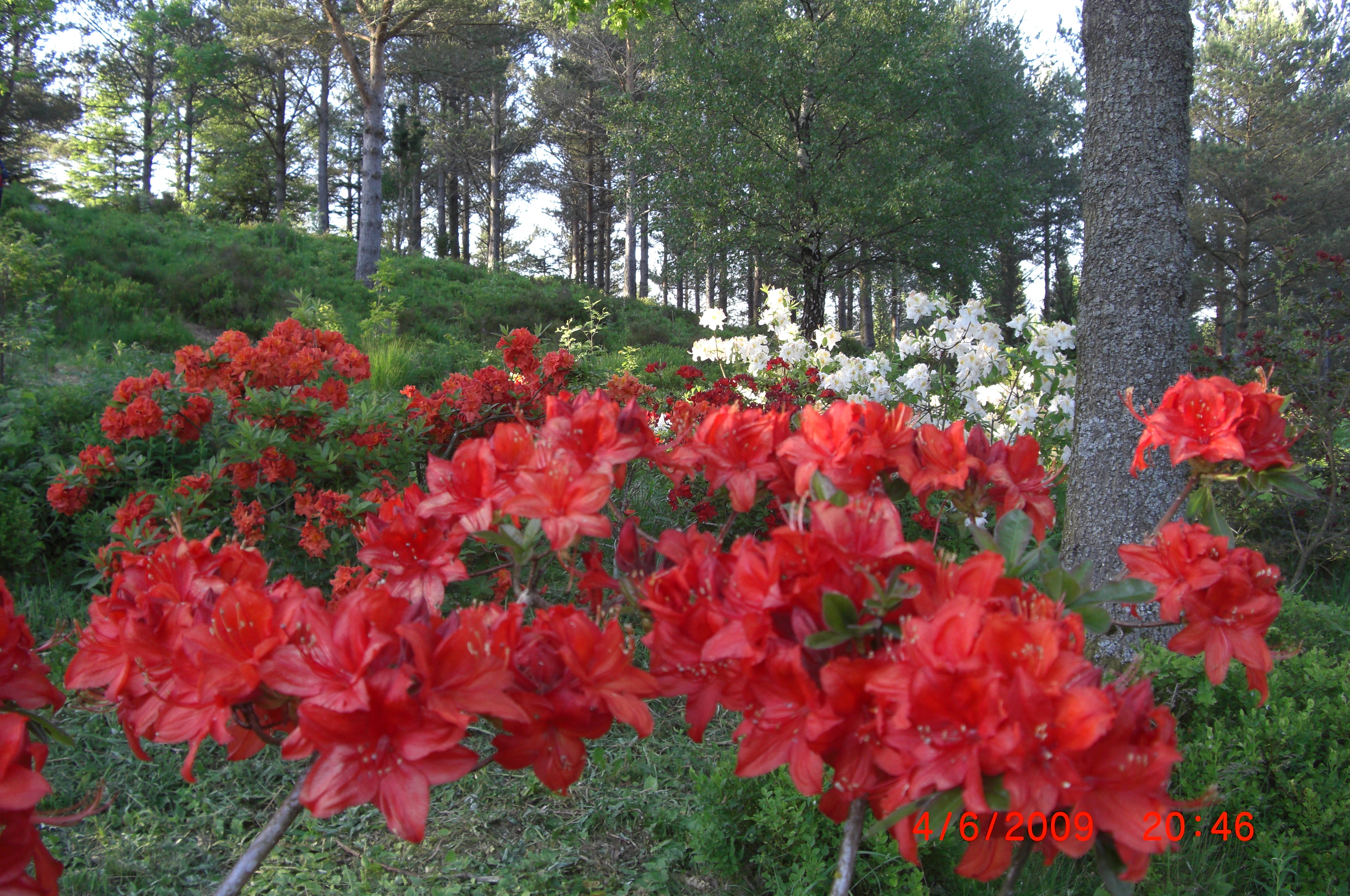 Rhododendron 'Friedrich Wöhler'