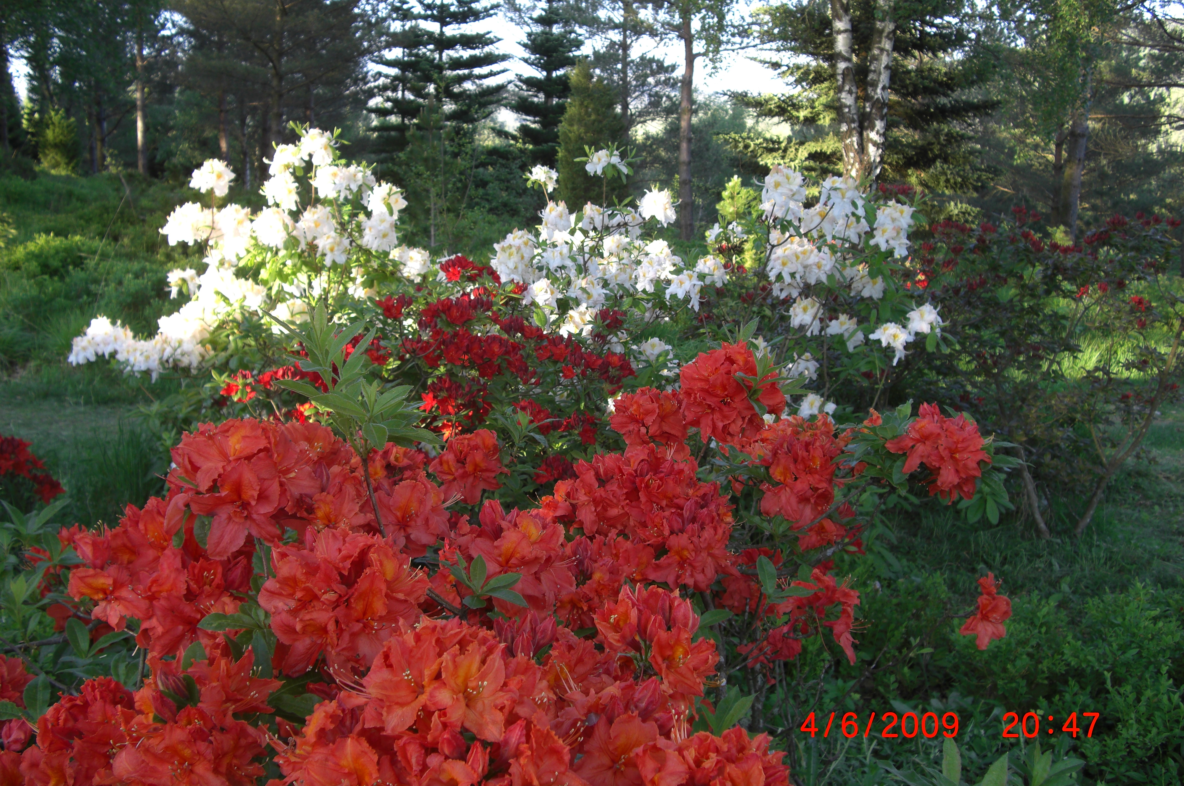 Rhododendron 'Fireball' nærmest, videre den blodrøde 'Doloroso' i kontrast til 'Schneegold'