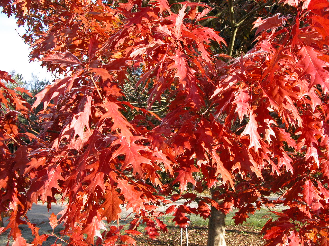 Rødeik (Quercus rubra) i høstskrud.