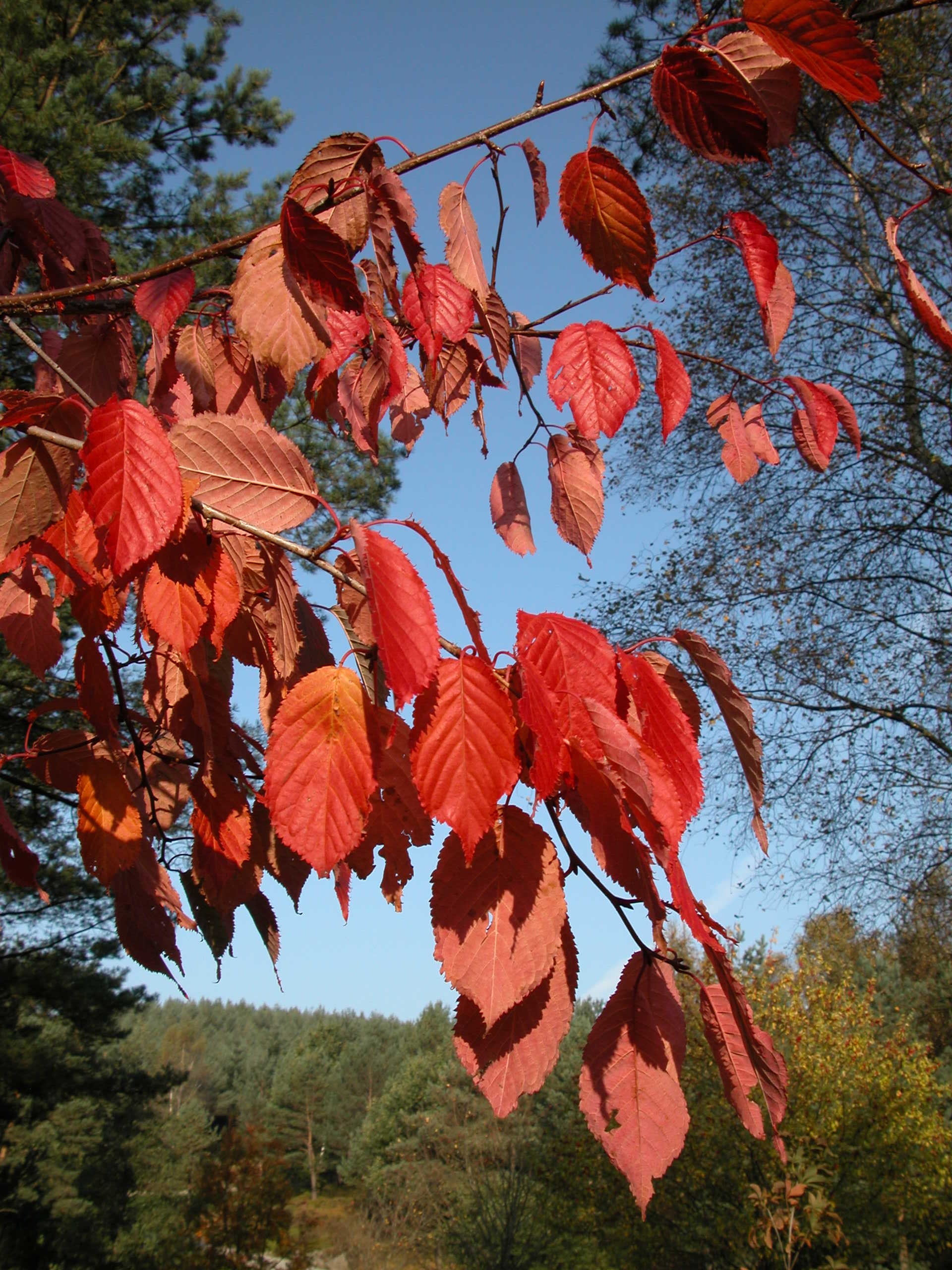 Sargentkirsebær (Prunus sargentii 'Charles Sargent') i høstglød.