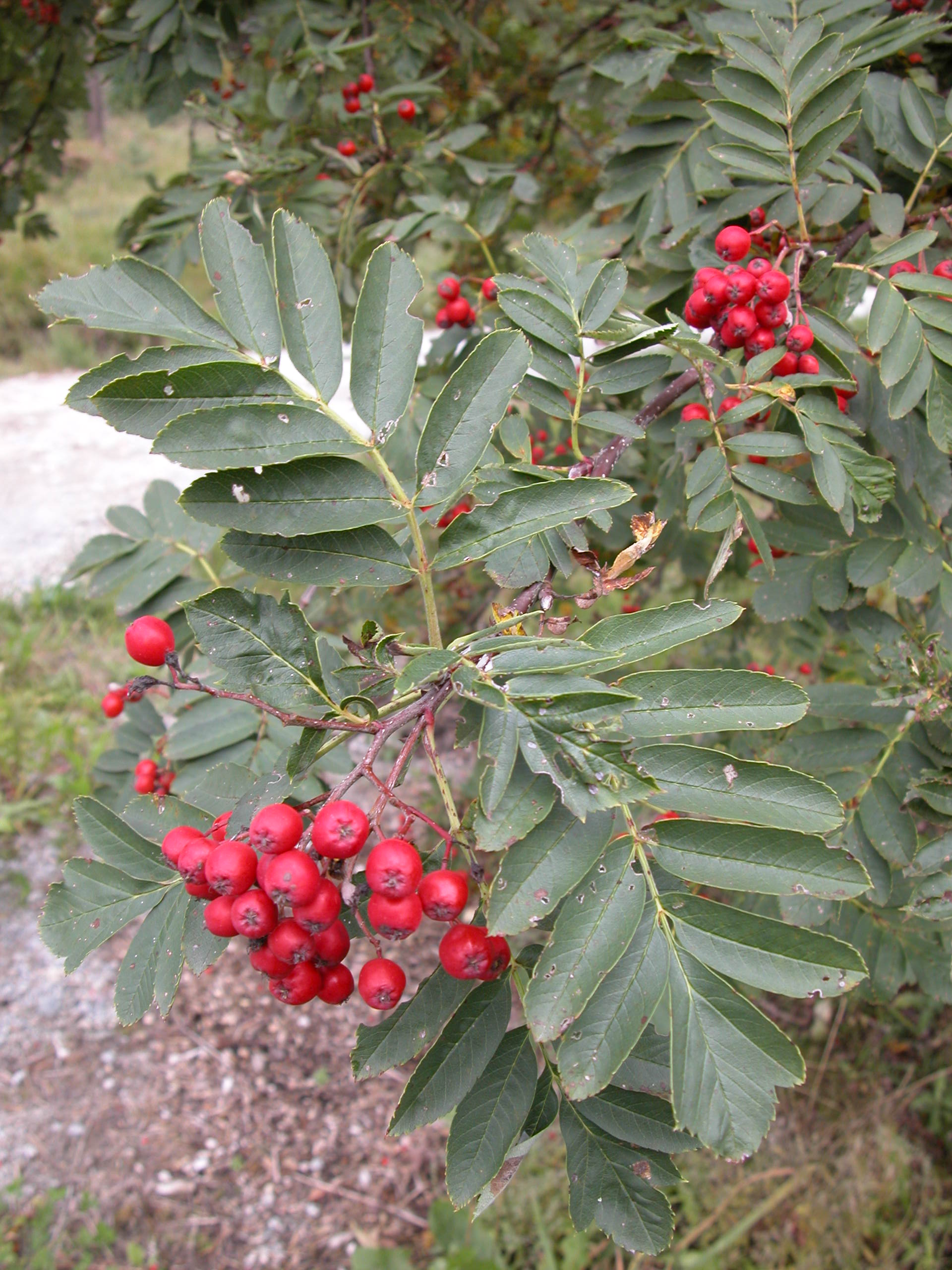 Fagerrogn (Sorbus meinichii) er en rødlistet art som faktisk er viltvoksende i Arboretet. 