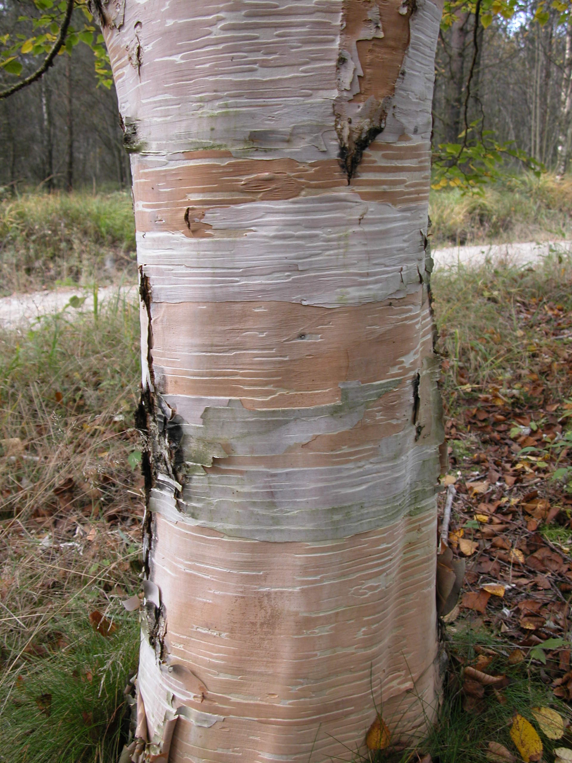 En utvalgt og flott kamtsjatkabjørk (Betula ermanii 'Grayswoood Hill') viser sin barkpryd.