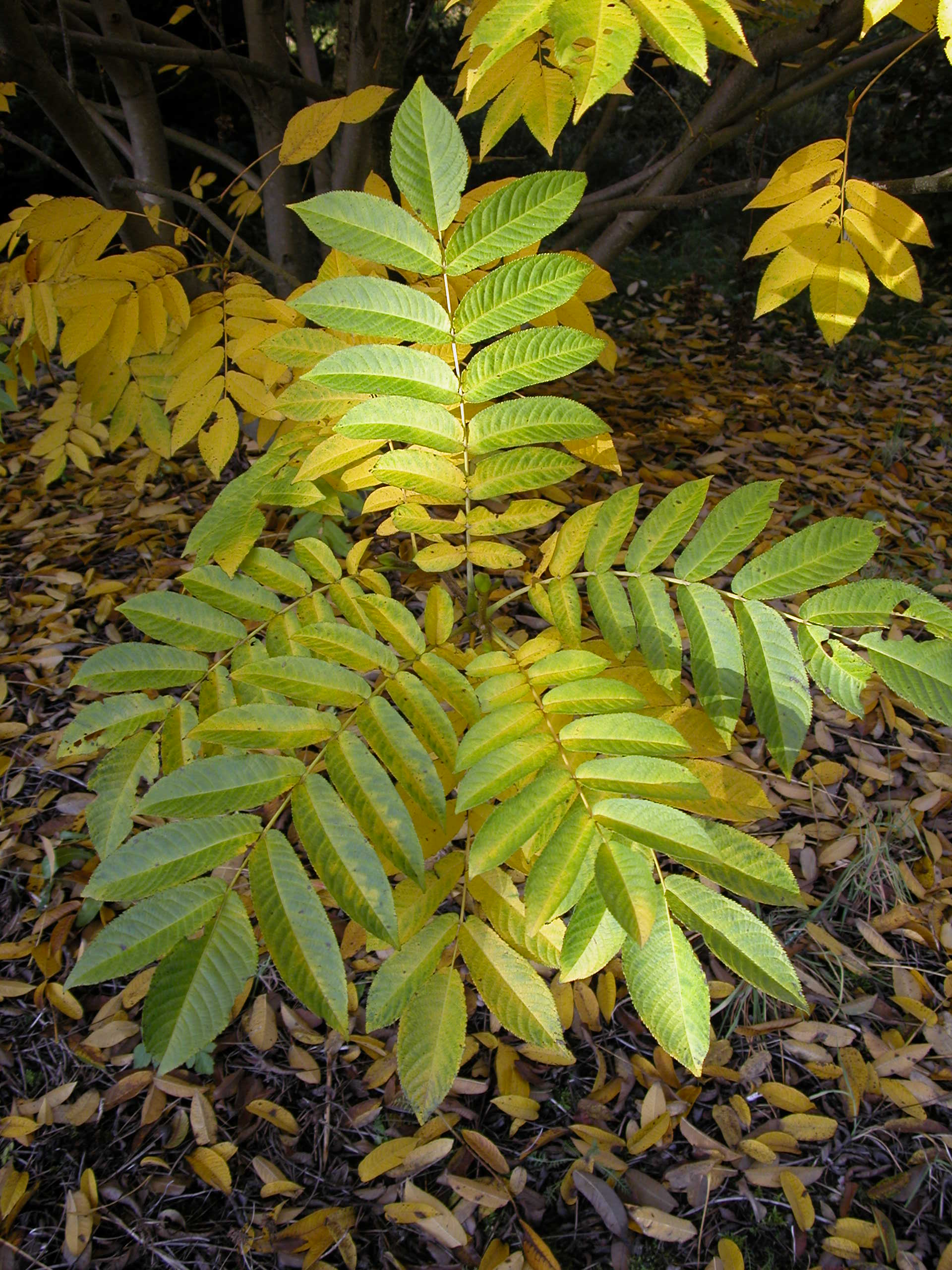 Japanvingenøtt (Pterocarya rhoifolia) er et tre med mange kvaliteter.