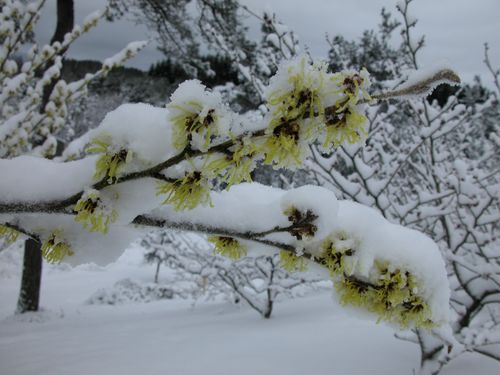 Hybridtrollhassel (Hamamelis x intermedia 'Pallida') i blomst midtvinters.