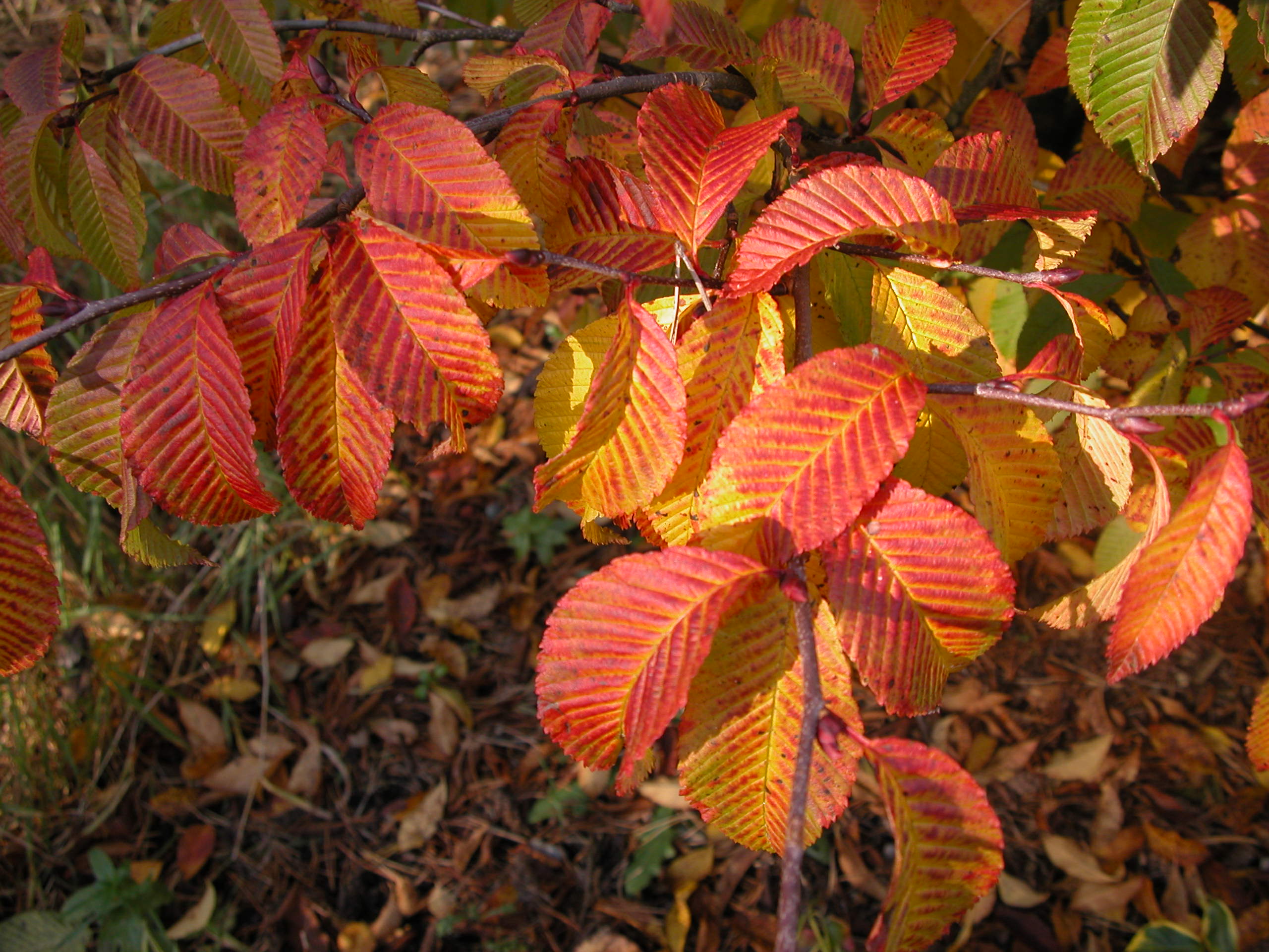 En svært sjelden kinesisk asalart, Sorbus cf. caloneura, viser sitt høstpotensiale.