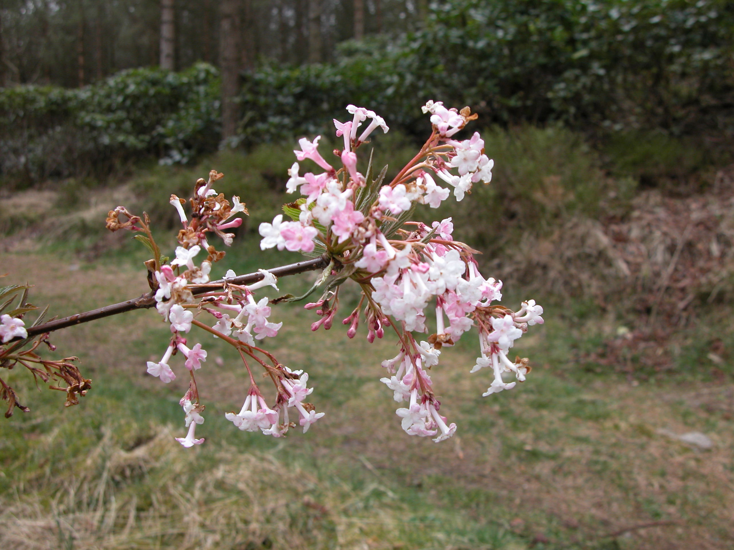 Keiserkrossved (Viburnum x bodnantense 'Charles Lamont') blomstrer i etapper fra høst til vår.