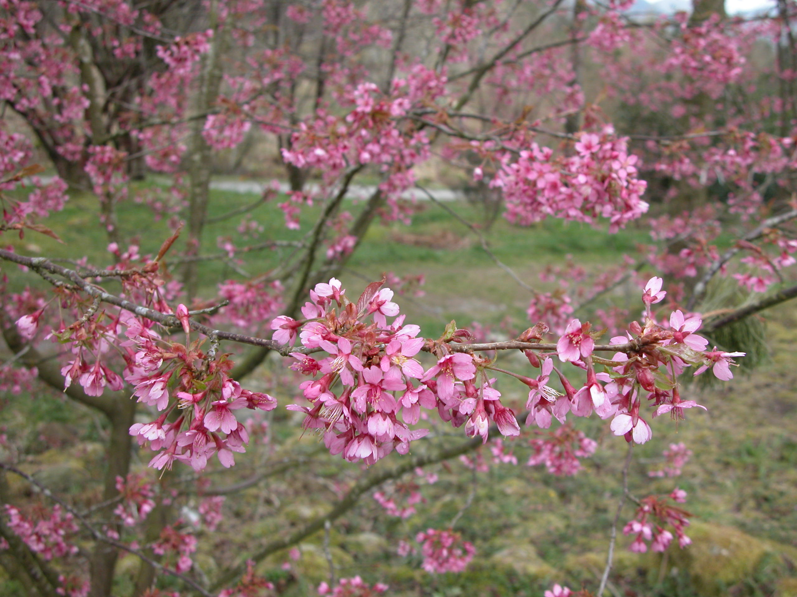 Mørkblomstret japansk prydkirsebær (Prunus 'Kursar') er et friskt og vakkert vårtegn.