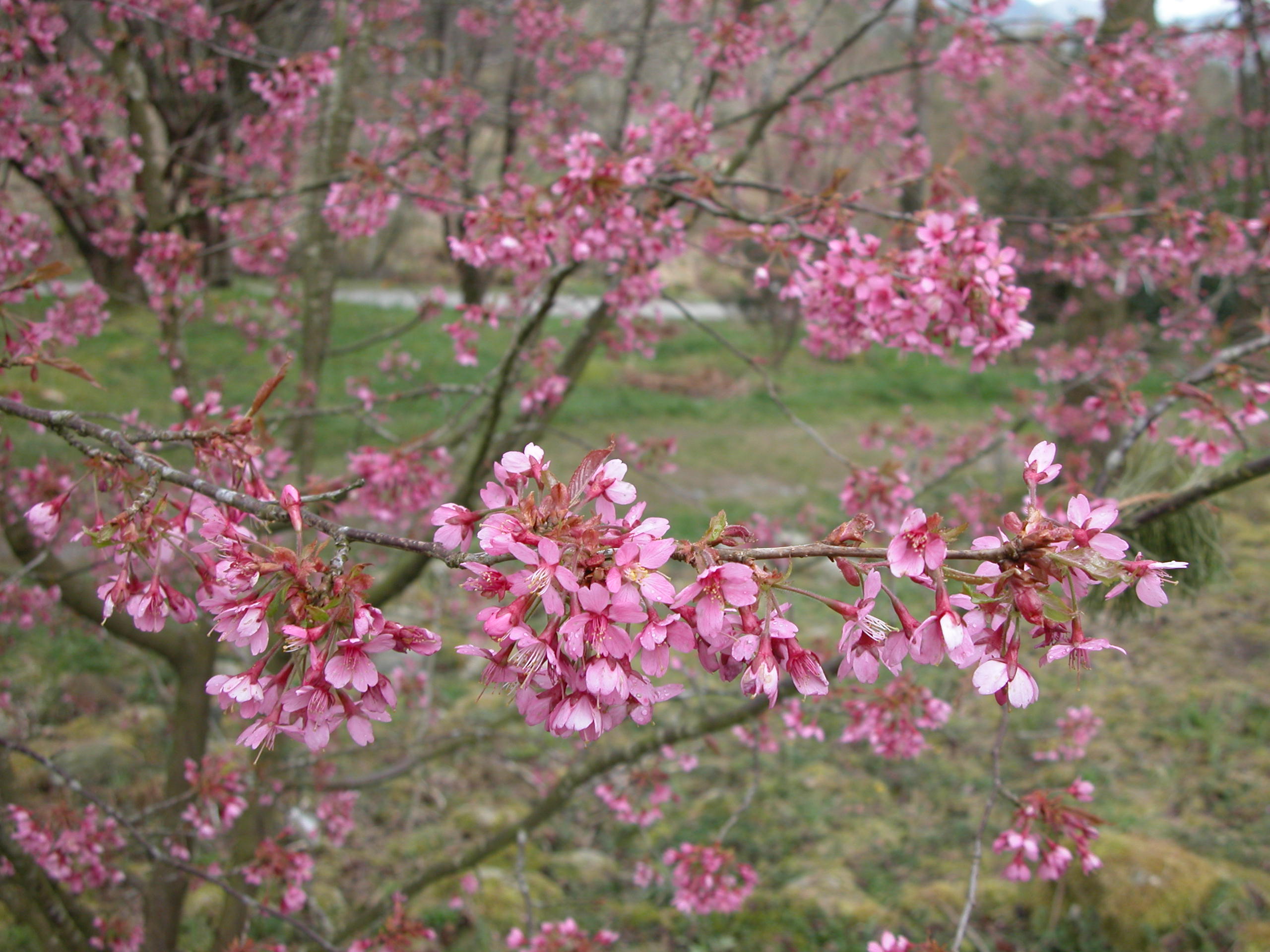 Mørkblomstret japansk prydkirsebær (Prunus 'Kursar') er et friskt og vakkert vårtegn.