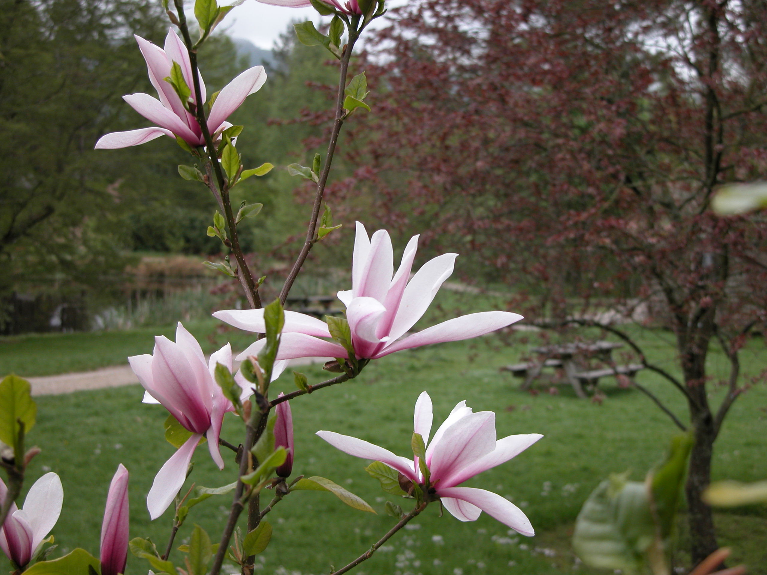 Magnolia 'Galaxy' viser seg fram ved Øvre Dam.