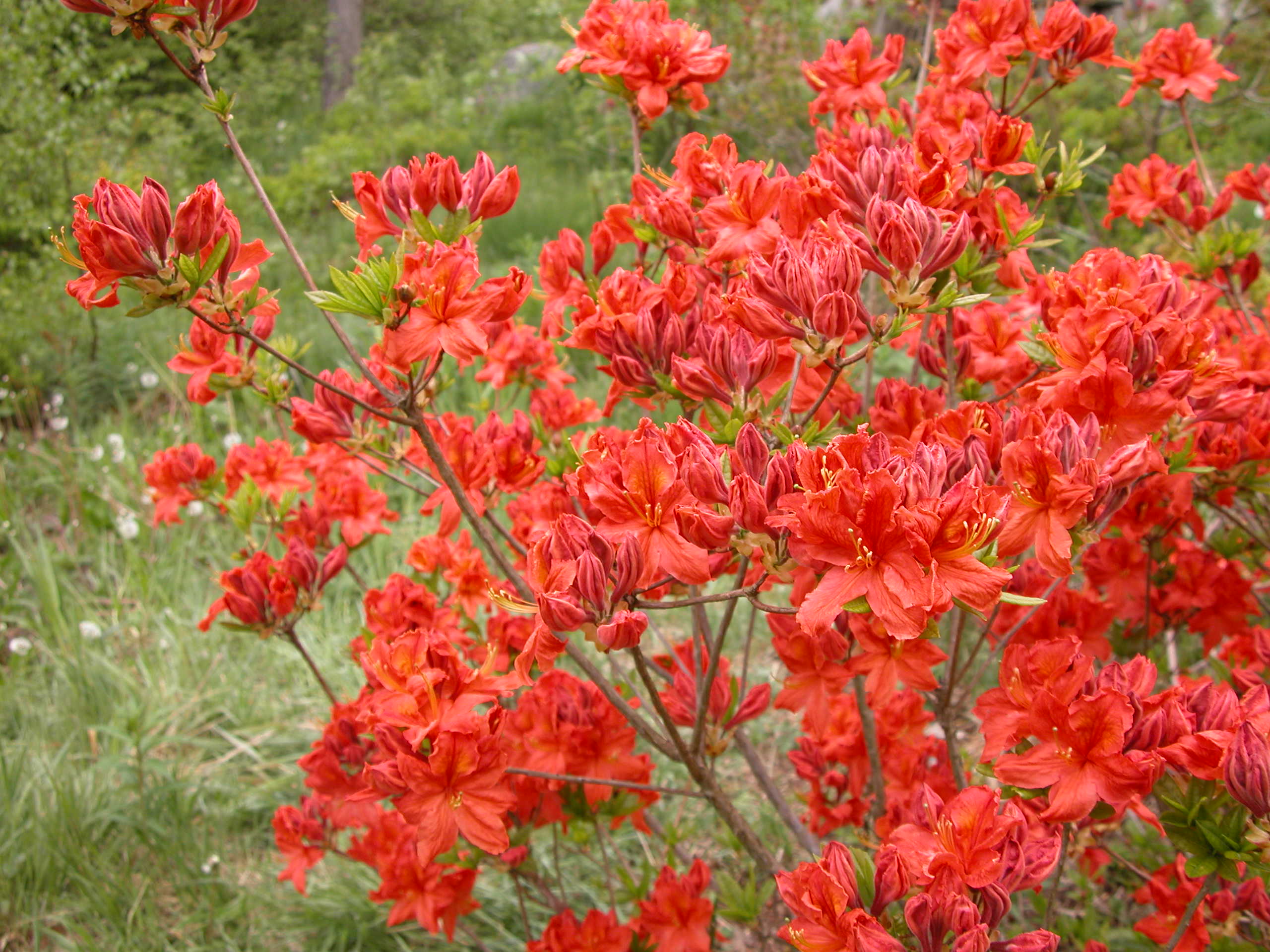 Rhododendron 'Fridtjof Nansen' - en rikblomstrende og verdifull hageasalea.