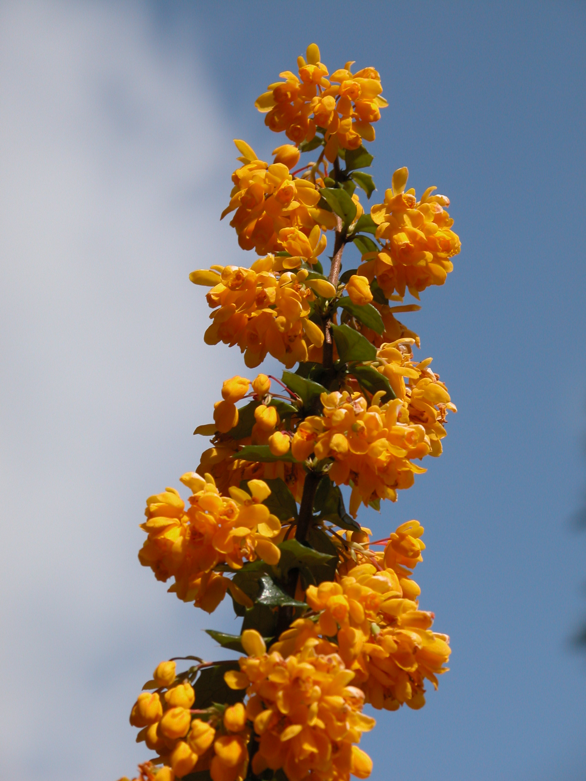 Berberis darwinii, en alltidgrønn og blomsterrik berberis som stammer fra Chile.