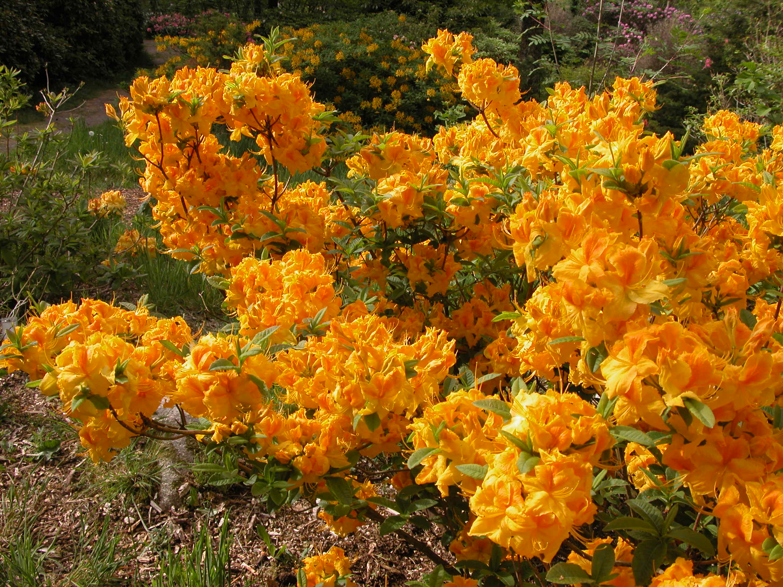 Rhododendron 'Goldpracht' - en vakkert glødende hageasalea. 