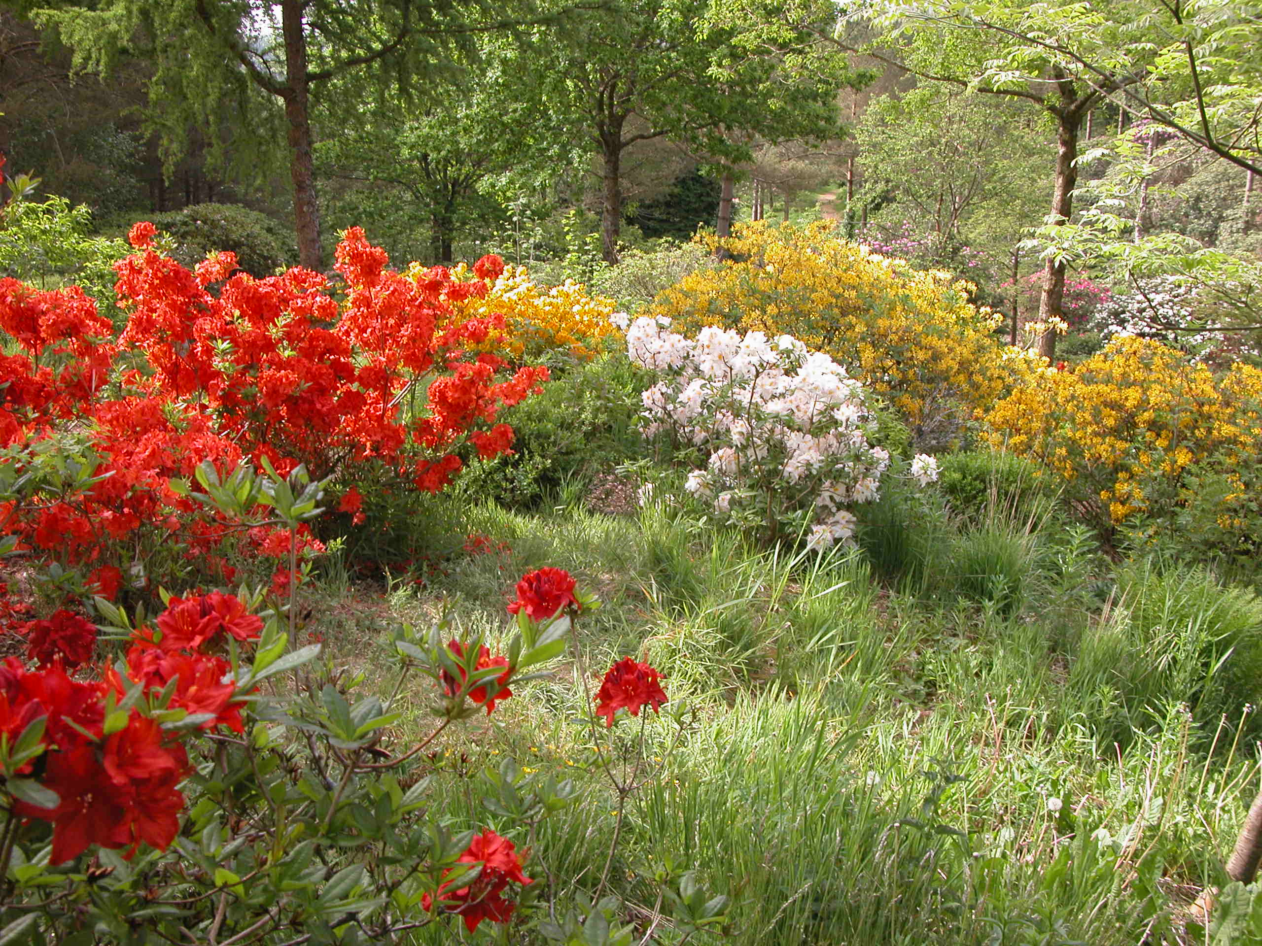 Parti med hageasalea fra Rhododendrondalen.